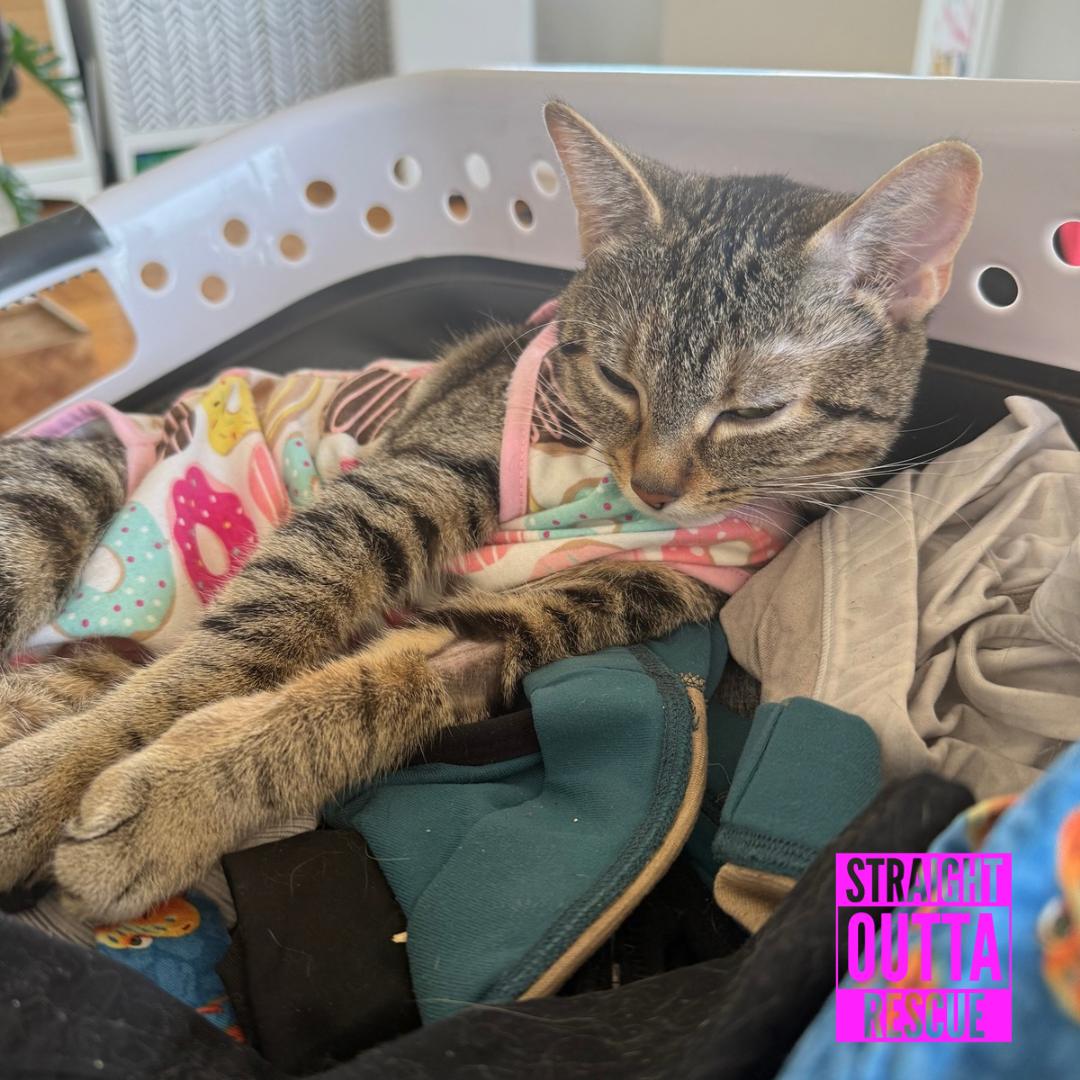 Dolly Purrton, an adopted Domestic Short Hair in Vancouver, BC image 3/4