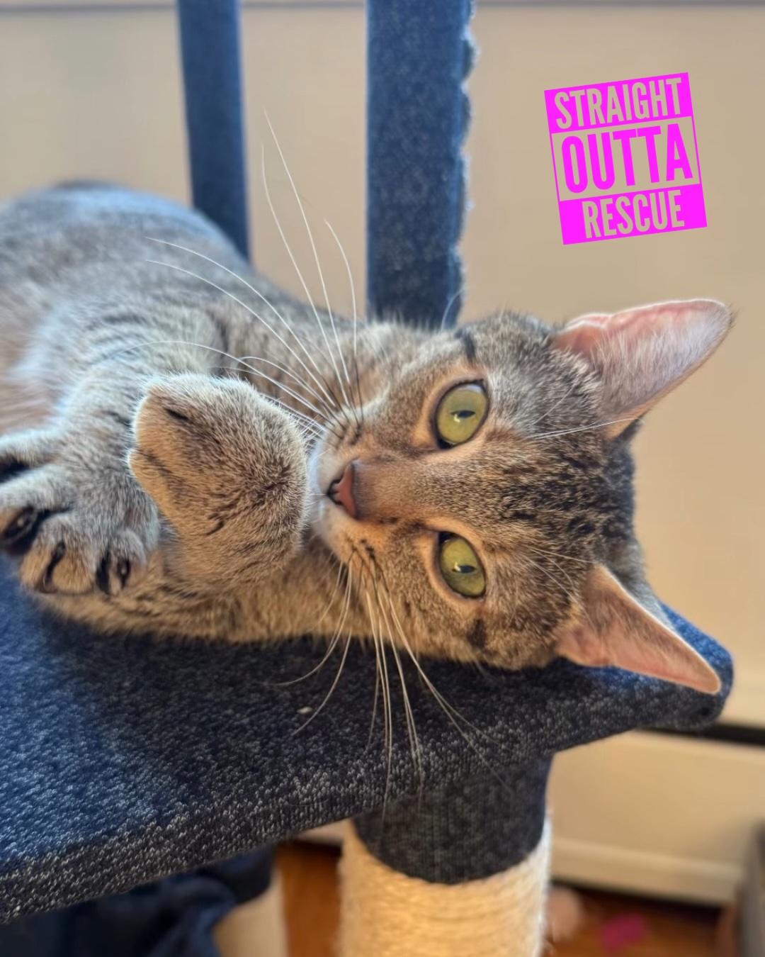 Dolly Purrton, an adopted Domestic Short Hair in Vancouver, BC image 2/4