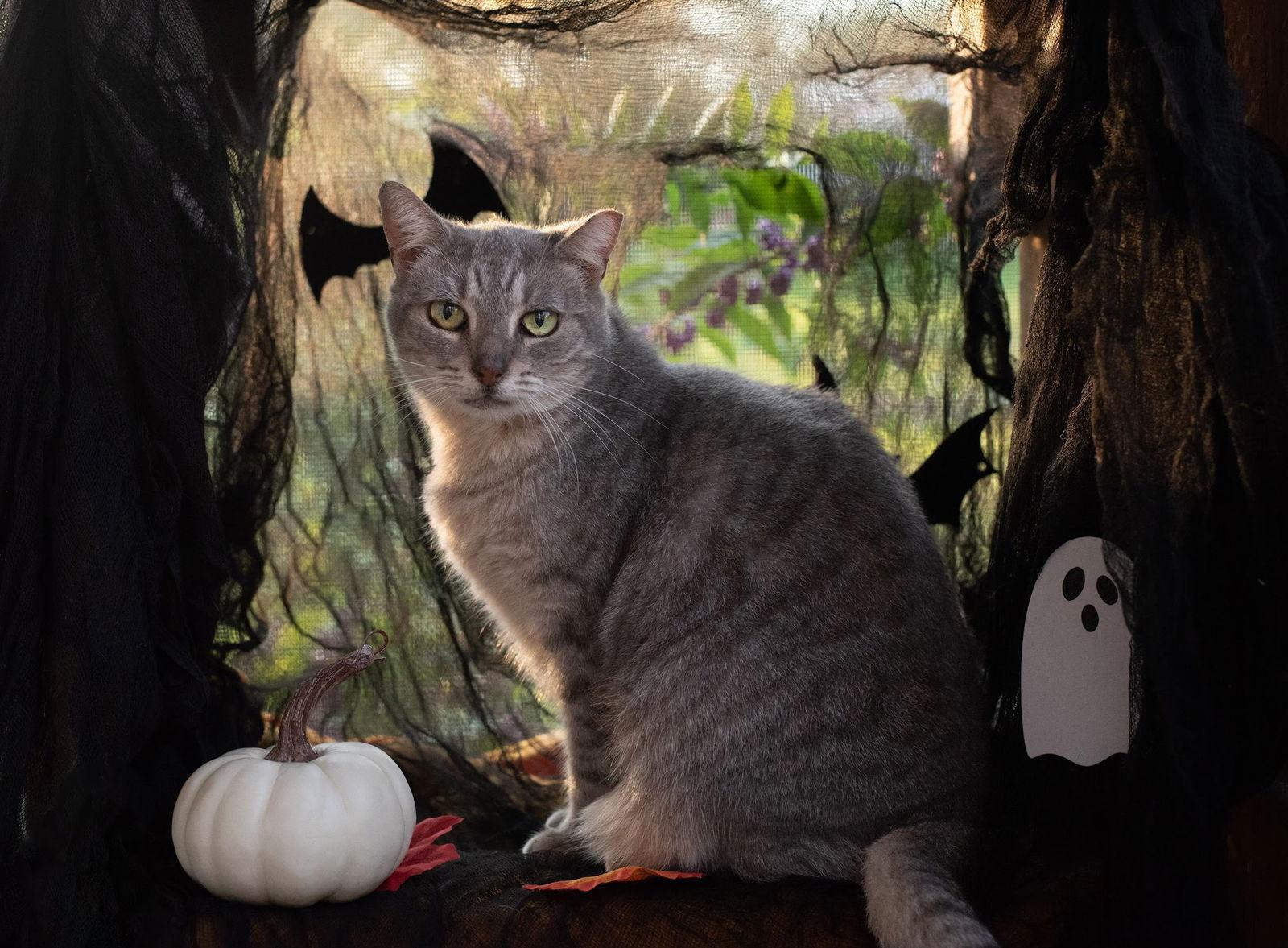 MISTY BLU, Adoptable, Adult Female Domestic Short Hair.