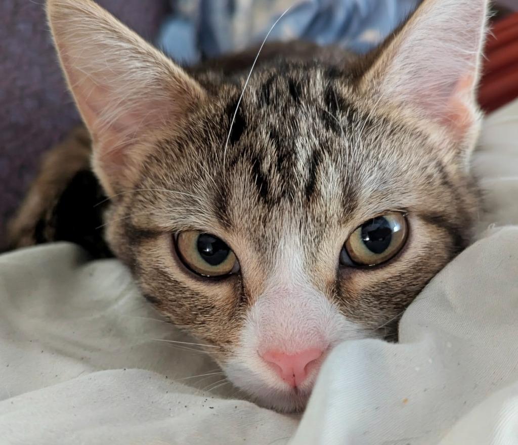 Quiver, Adopted, Kitten Female Domestic Short Hair.