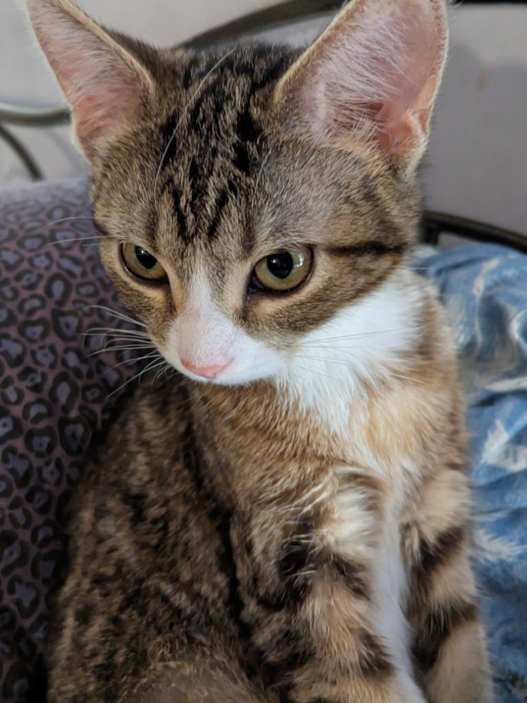 Enlarge Quiver, a Adopted mixed breed in Olathe, KS image 2/4