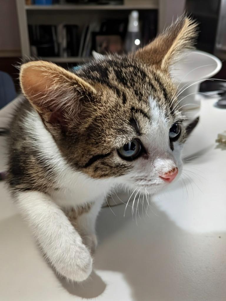 Enlarge Quiver, a Adopted mixed breed in Olathe, KS image 3/4