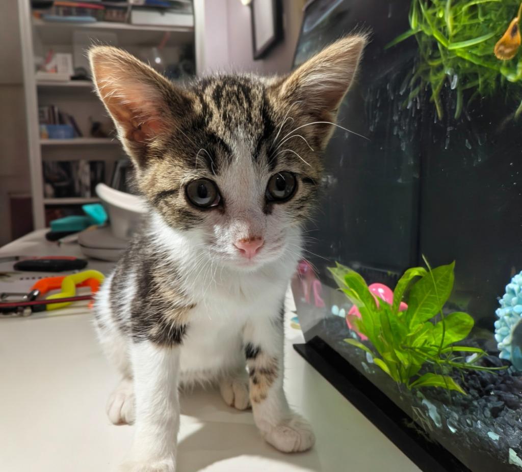 Enlarge Quiver, a Adopted mixed breed in Olathe, KS image 4/4