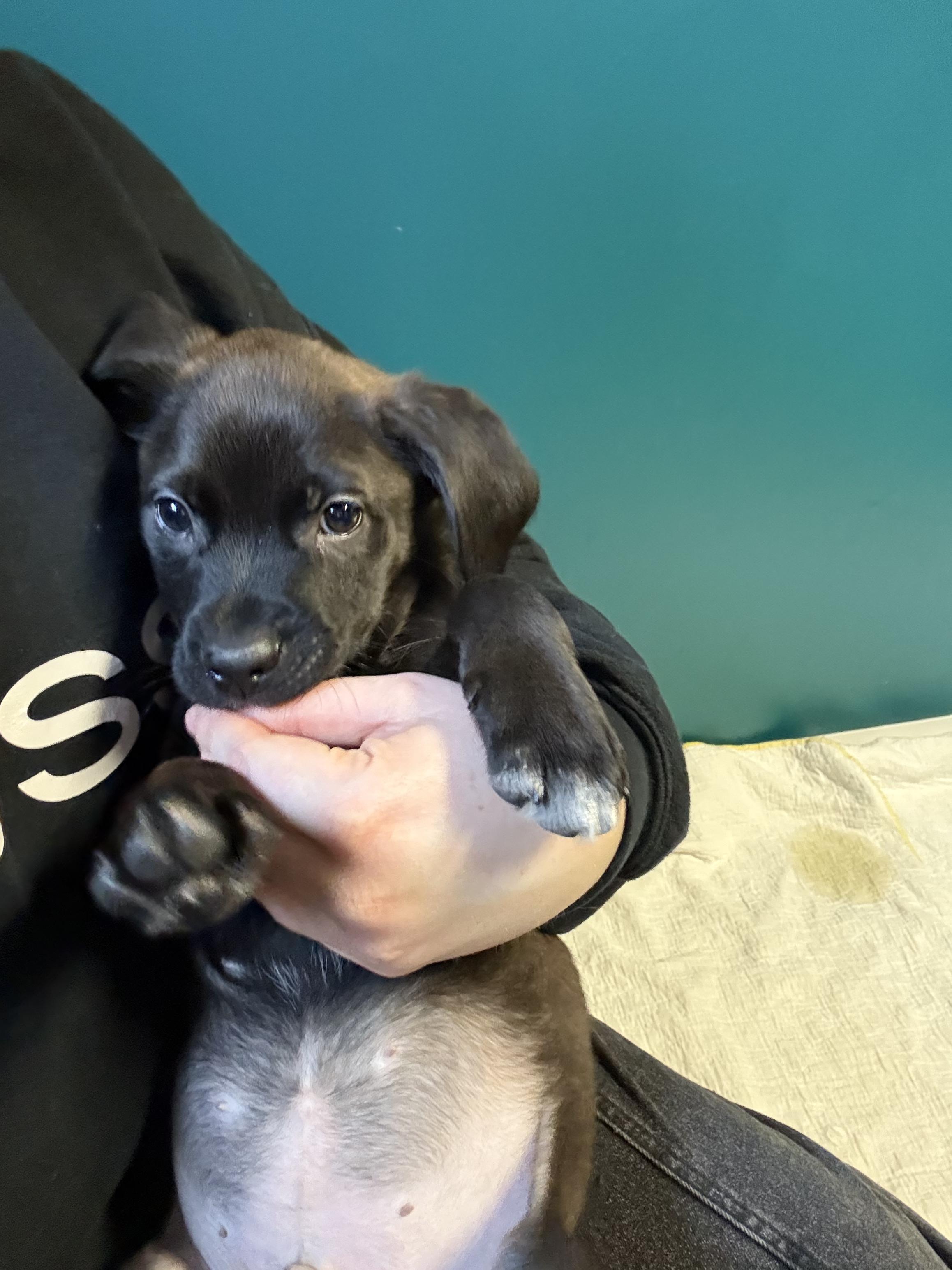 Enlarge Buzz, a ADOPTABLE Mixed Breed in Saskatoon, SK image 3/4