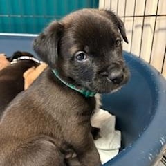 Enlarge Buzz, a ADOPTABLE Mixed Breed in Saskatoon, SK image 1/2