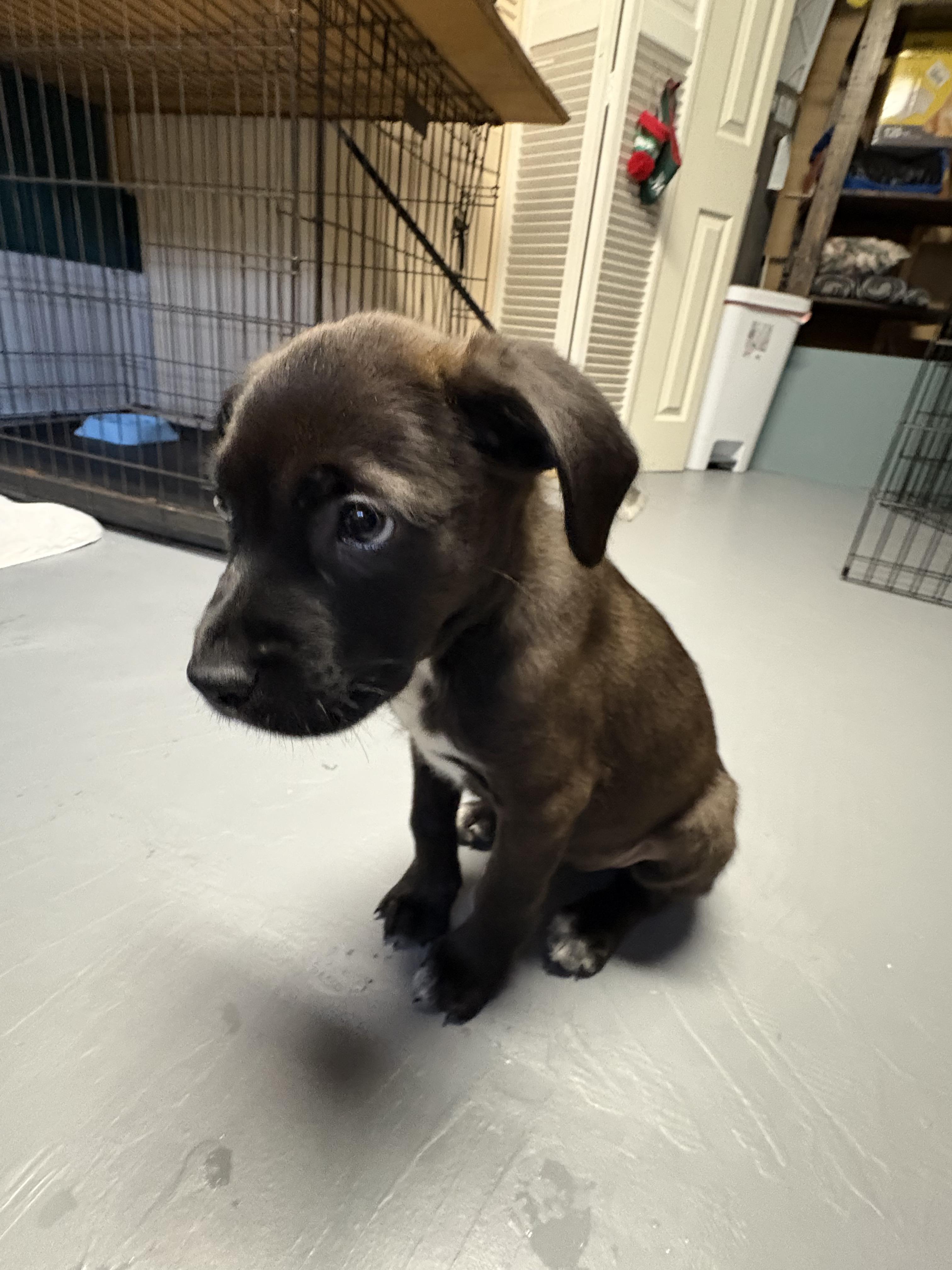 Enlarge Buzz, a ADOPTABLE Mixed Breed in Saskatoon, SK image 2/4