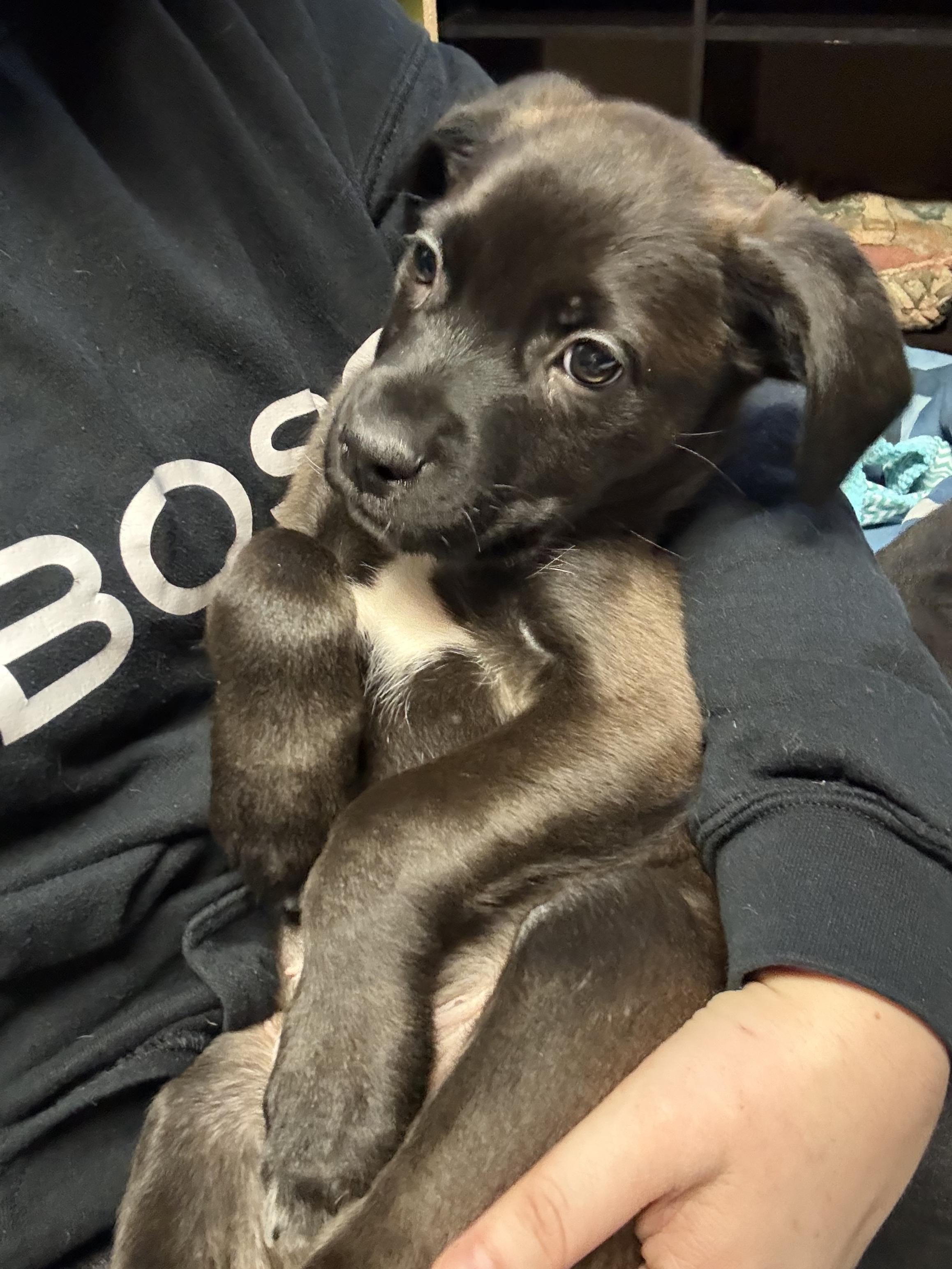 Enlarge Buzz, a ADOPTABLE Mixed Breed in Saskatoon, SK image 1/4