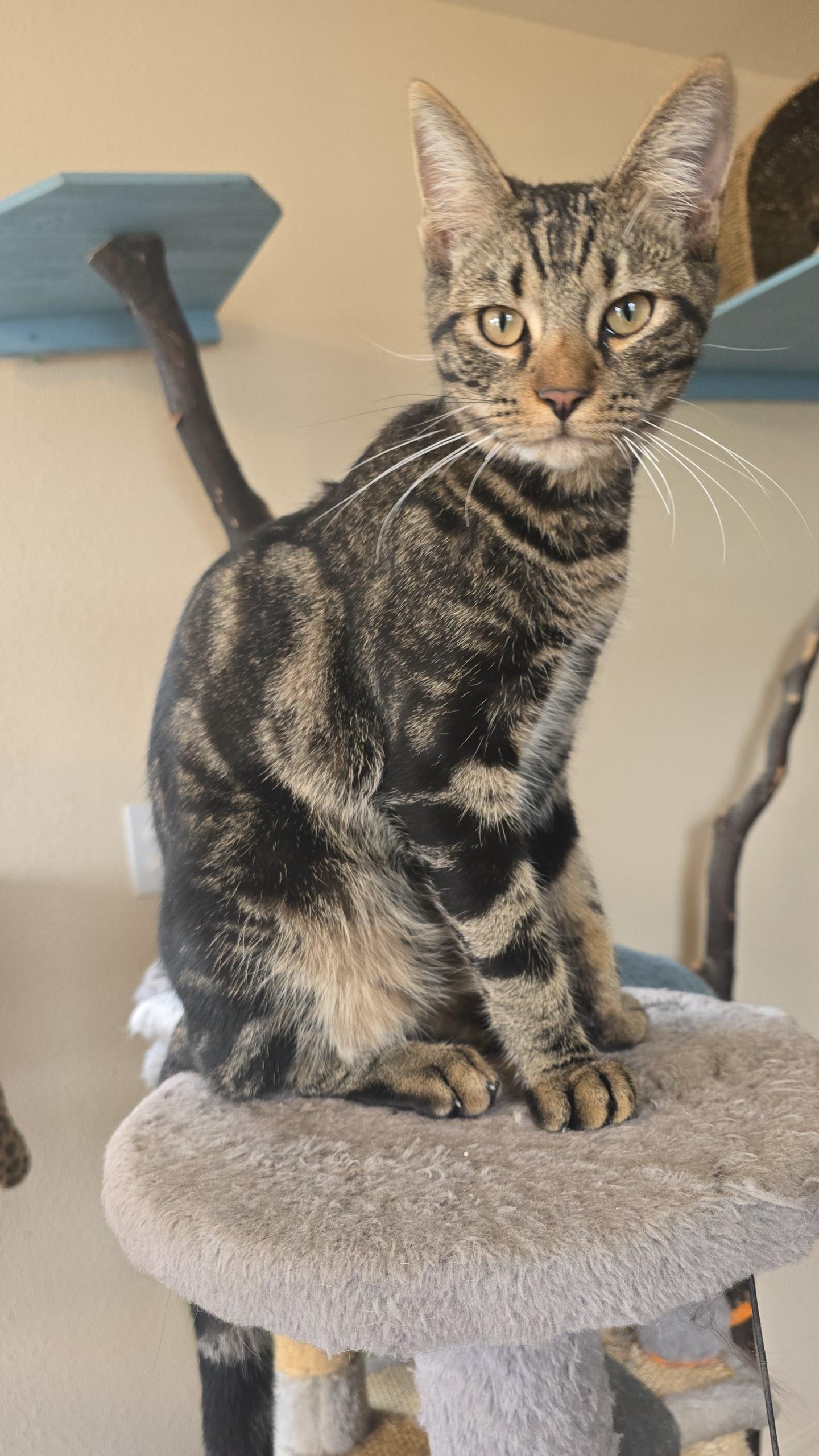 Onyx, ADOPTABLE, Young Male Tabby.