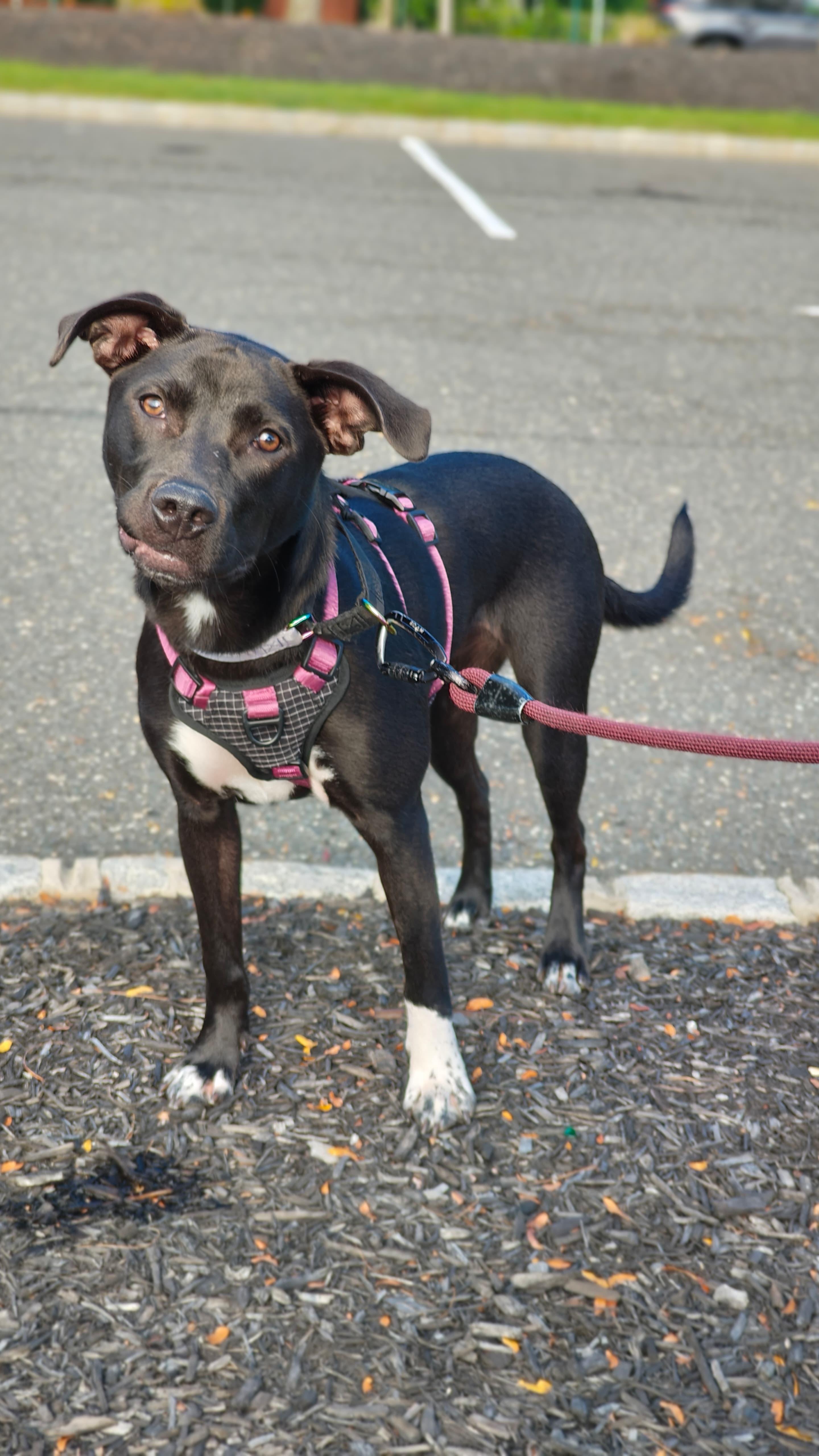 Wren, a Adoptable mixed breed in Brooklyn, NY image 2/4