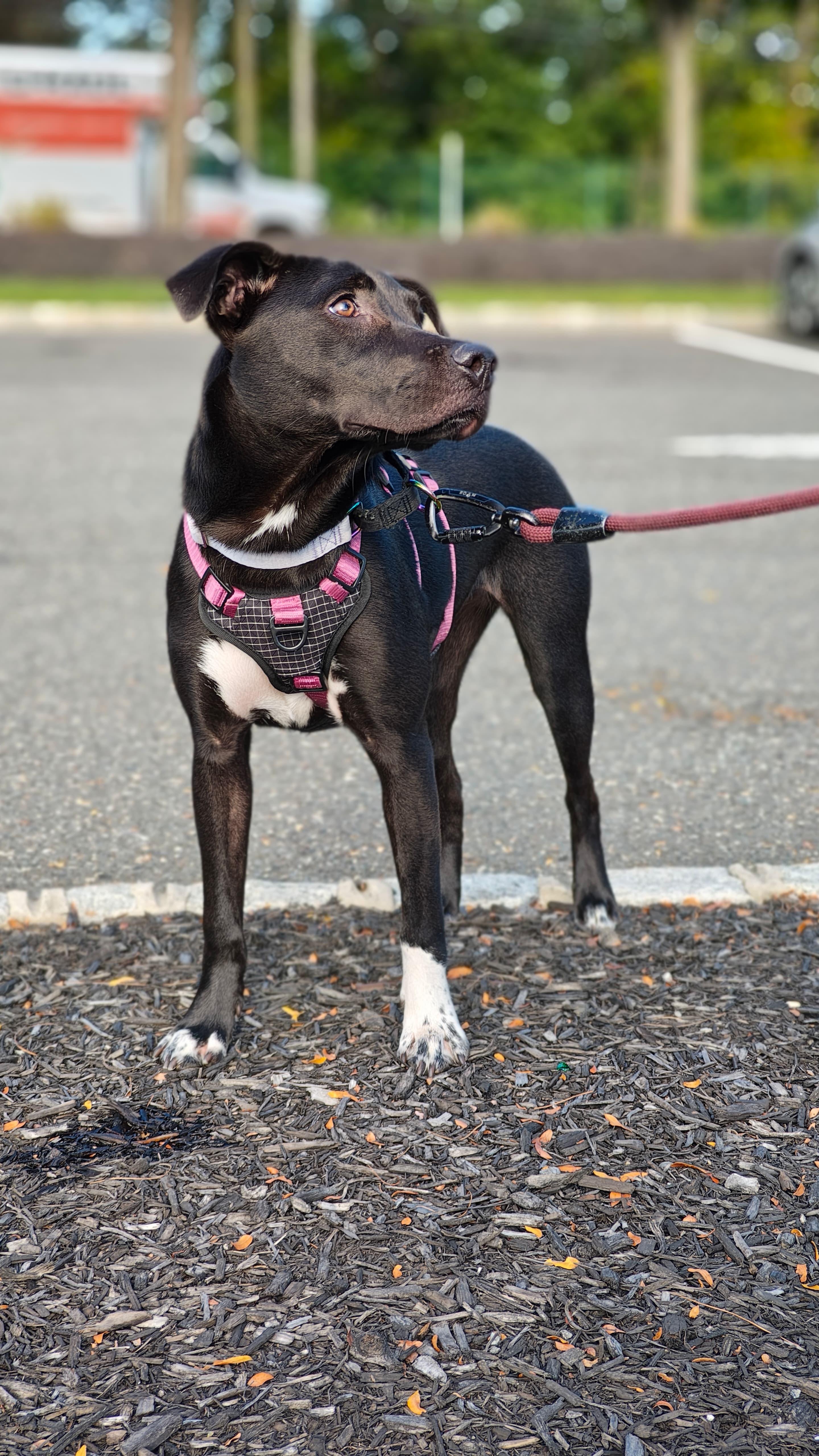 Wren, Adoptable, Puppy Female Mixed Breed.