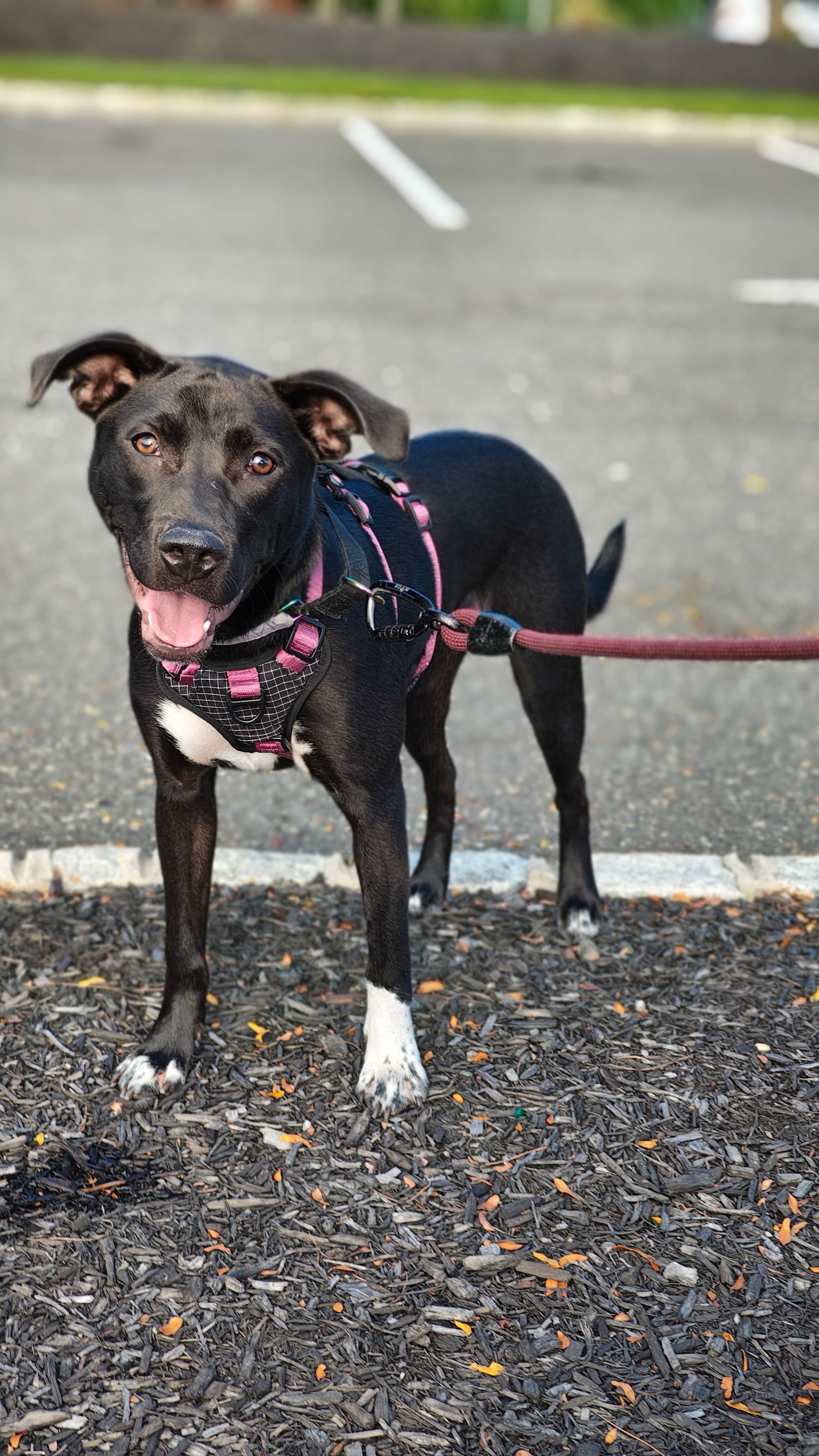 Wren, a Adoptable mixed breed in Brooklyn, NY image 3/4