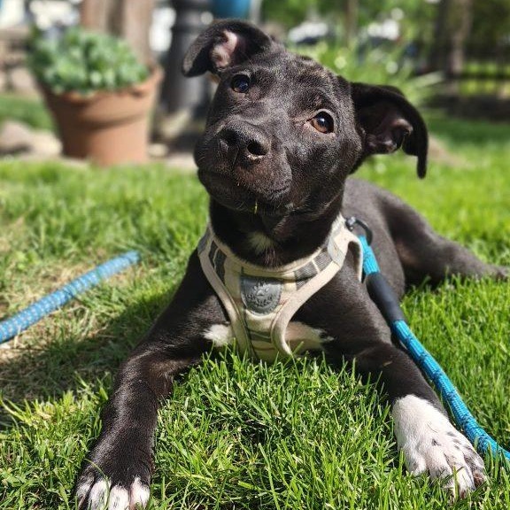 Wren, a Adoptable mixed breed in Brooklyn, NY image 4/4