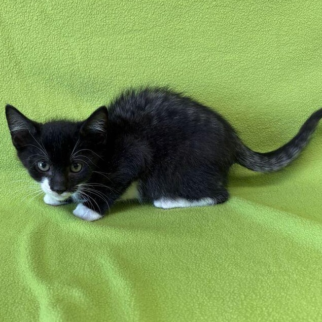 Enlarge Percy, a Adopted Domestic Short Hair in Valdosta, GA image 2/2