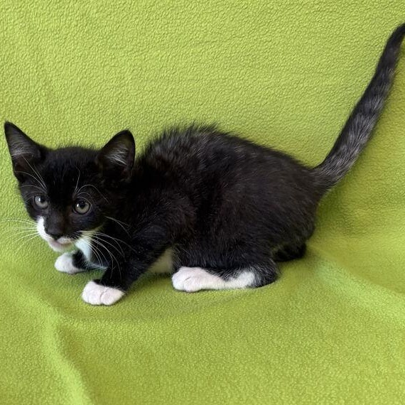 Percy, Adopted, Kitten Male Domestic Short Hair.