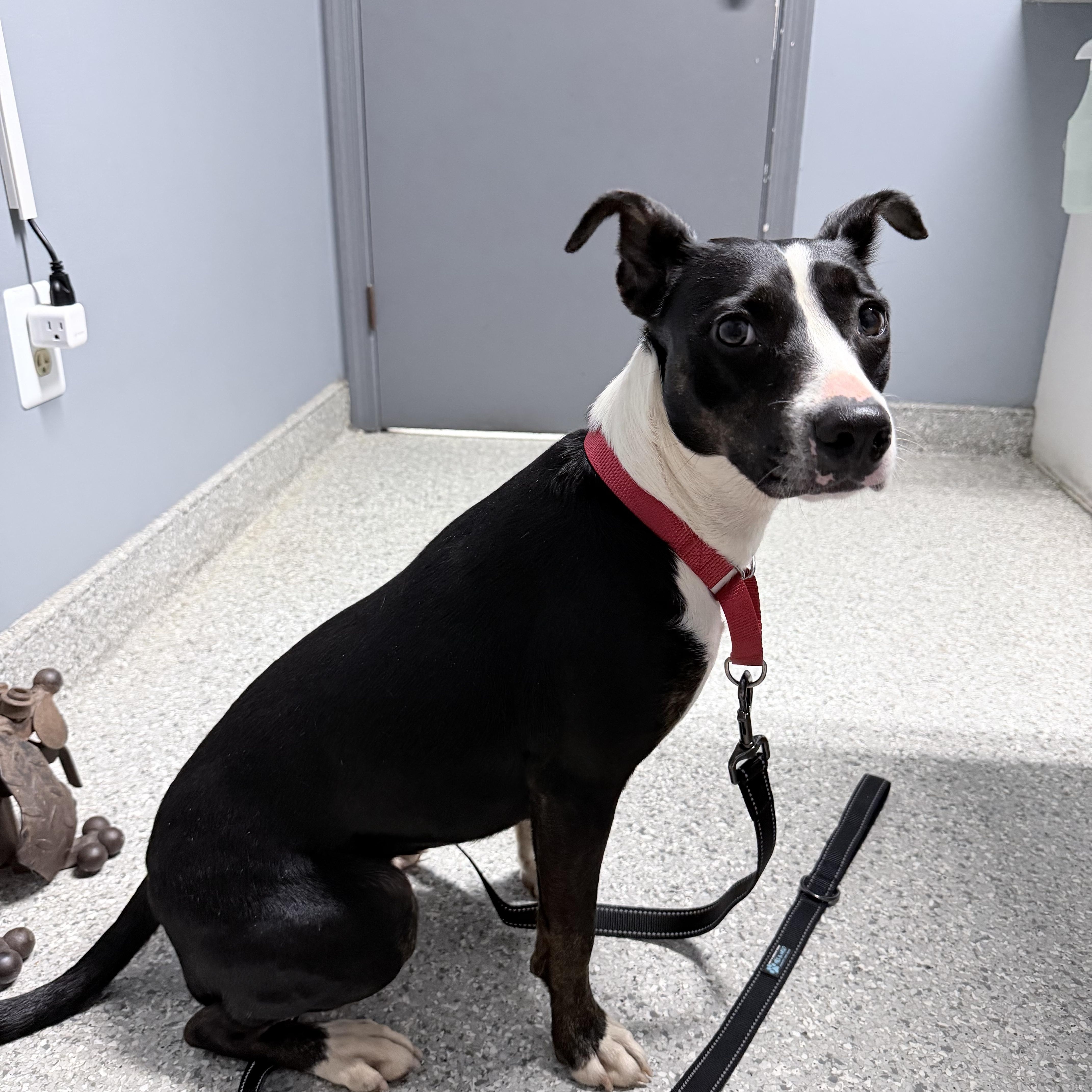 Enlarge Artemis, a ADOPTABLE mixed breed in Richmond, VA image 2/2