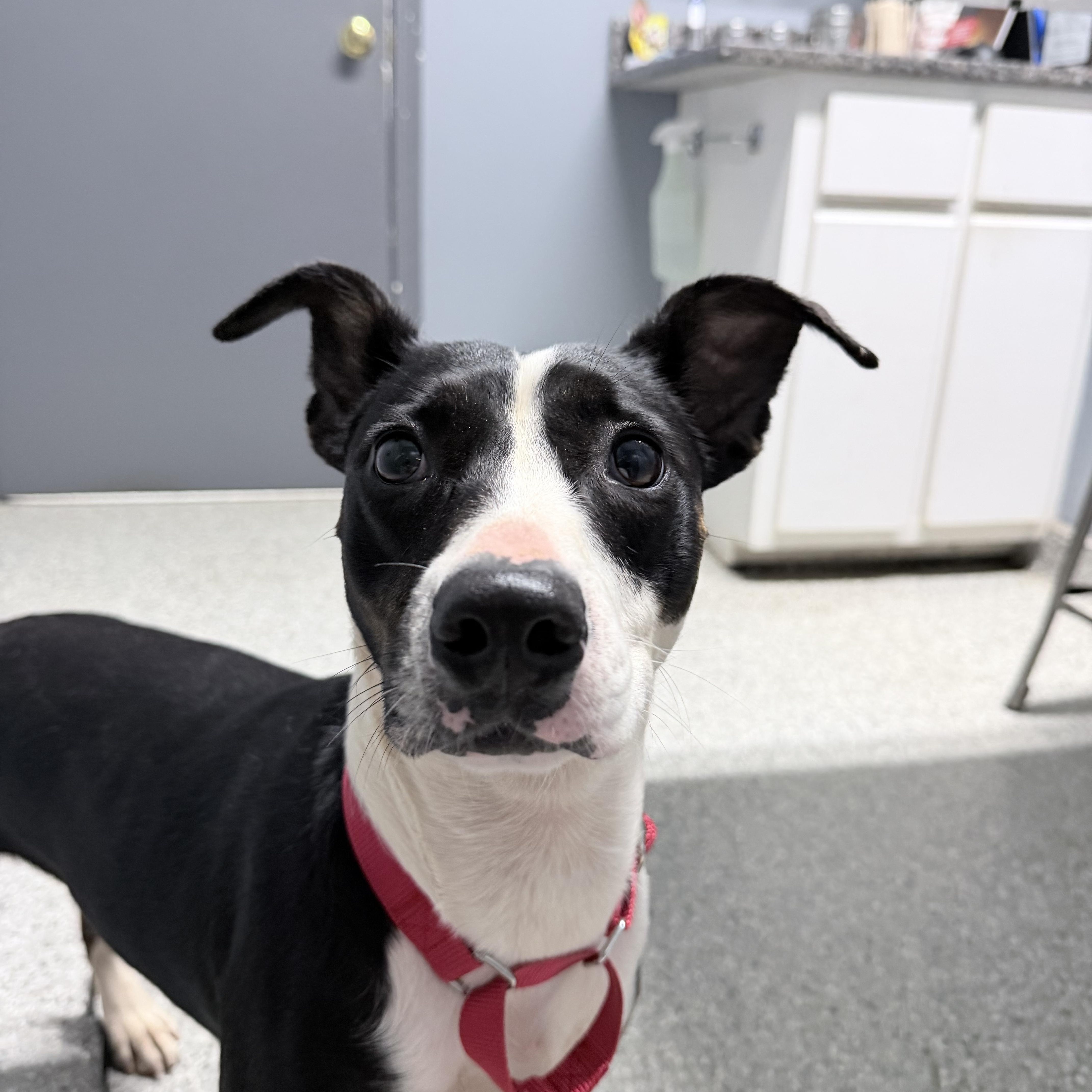 Artemis, ADOPTABLE, Young Female Terrier.