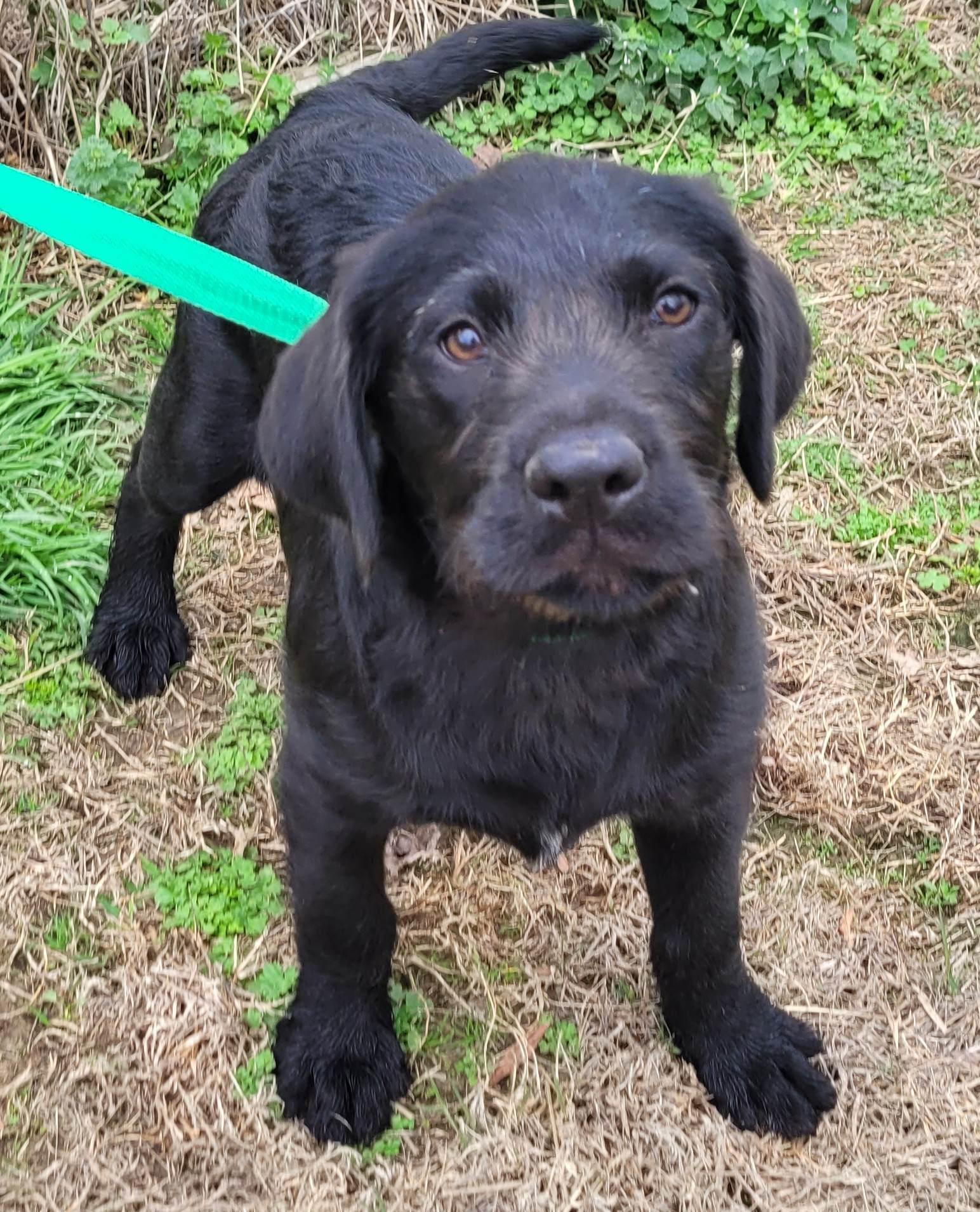 Barbie #3, a ADOPTABLE mixed breed in Killingworth, CT image 1/5