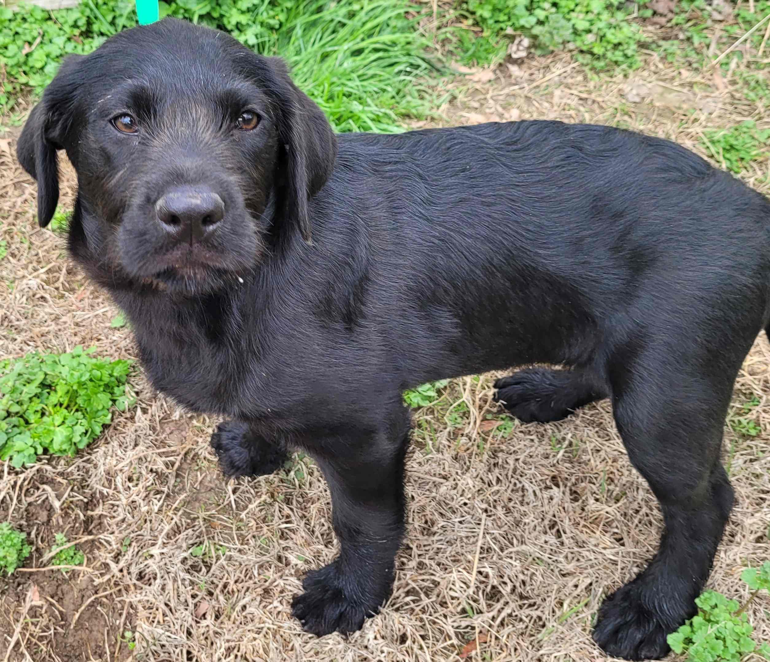 Barbie #3, a ADOPTABLE mixed breed in Killingworth, CT image 3/5