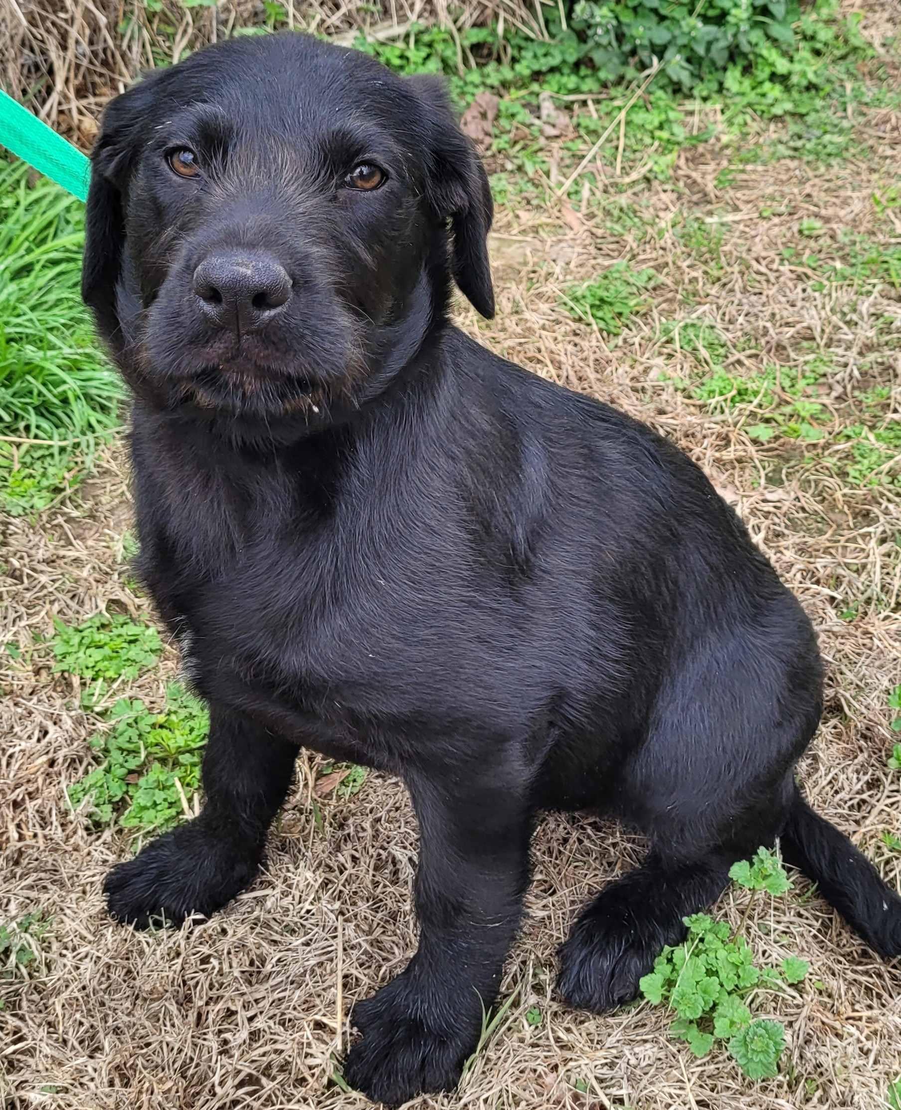 Barbie #3, a ADOPTABLE mixed breed in Killingworth, CT image 2/5