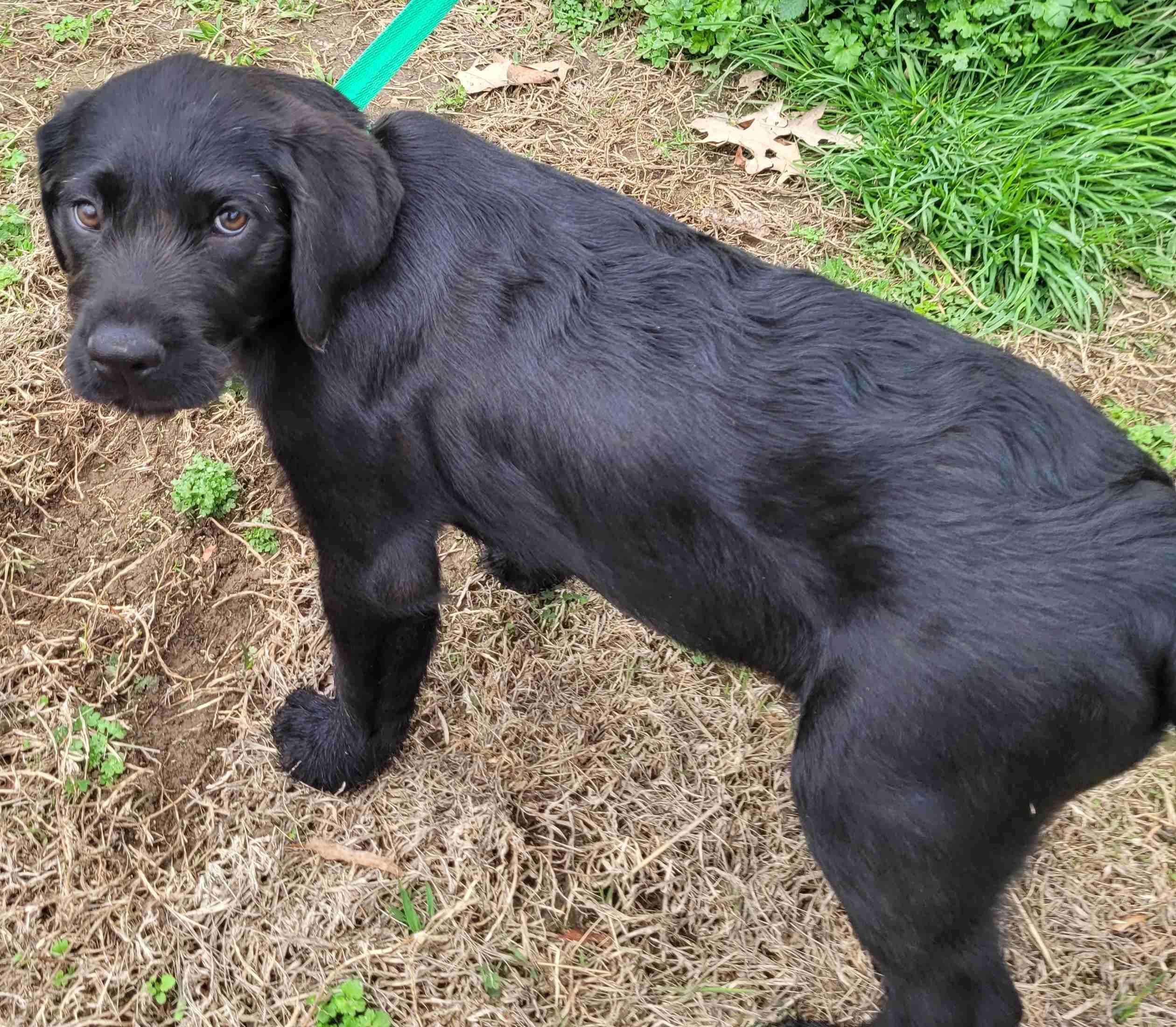 Barbie #3, a ADOPTABLE mixed breed in Killingworth, CT image 5/5