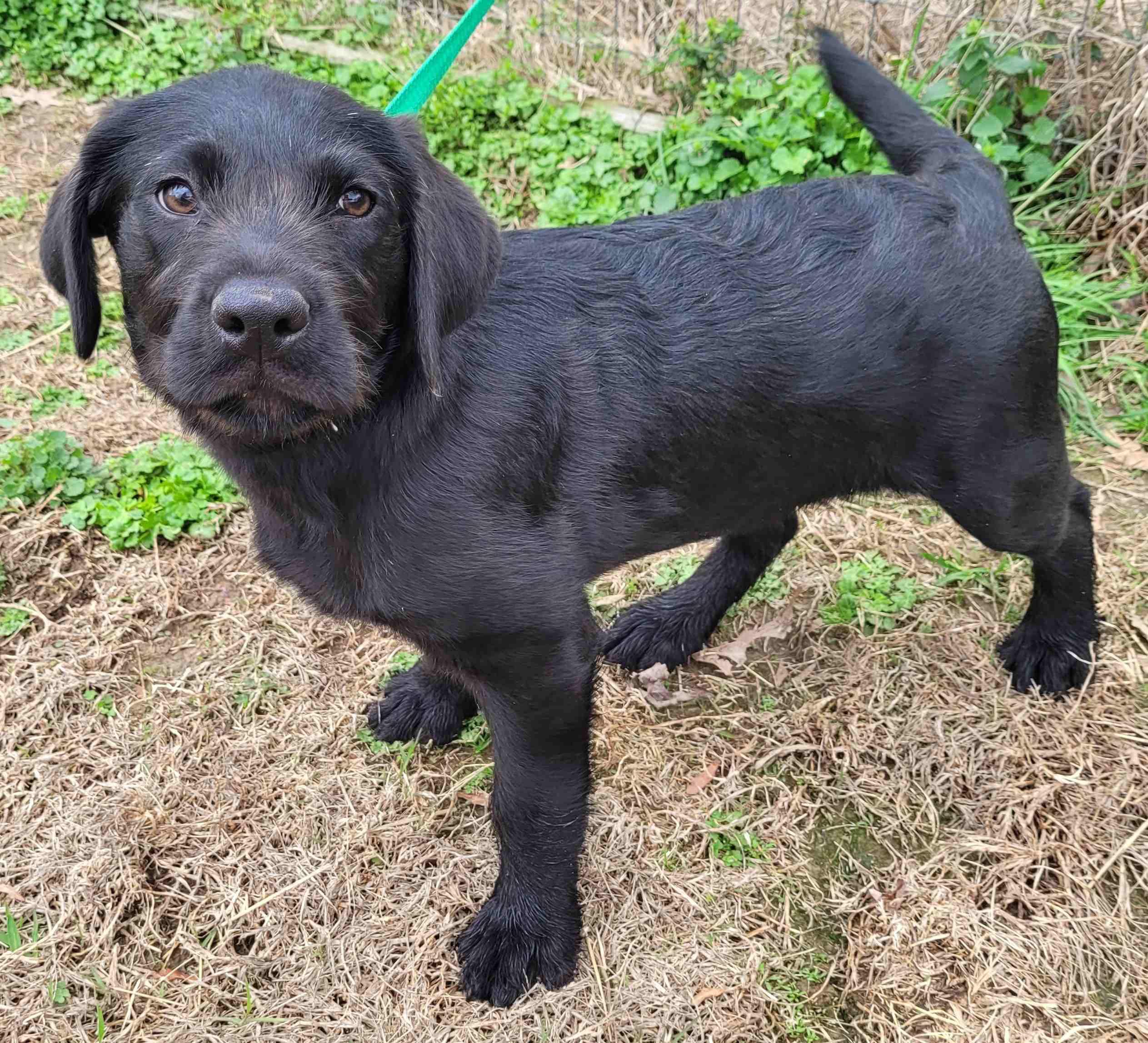 Barbie #3, a ADOPTABLE mixed breed in Killingworth, CT image 4/5