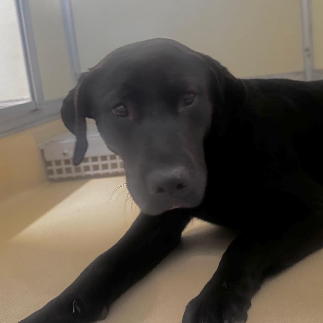 Millie, Adoptable, Adult Female Black Labrador Retriever & Mixed Breed.