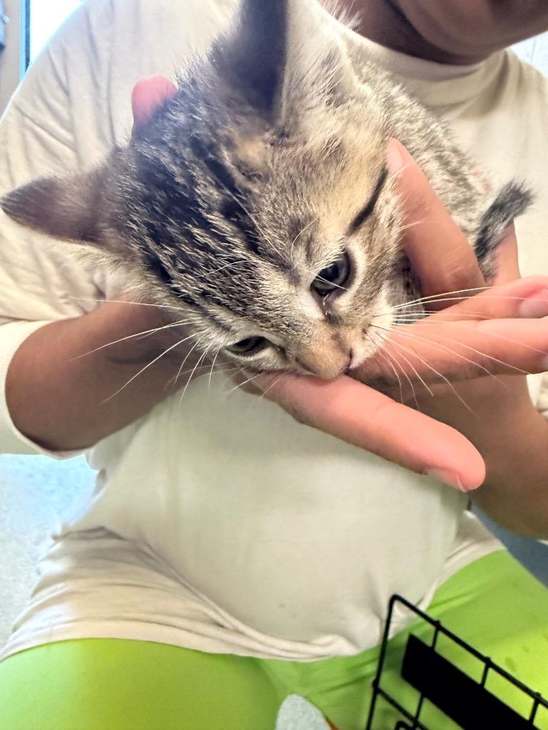 Frankie, Adoptable, Kitten Male Domestic Short Hair.