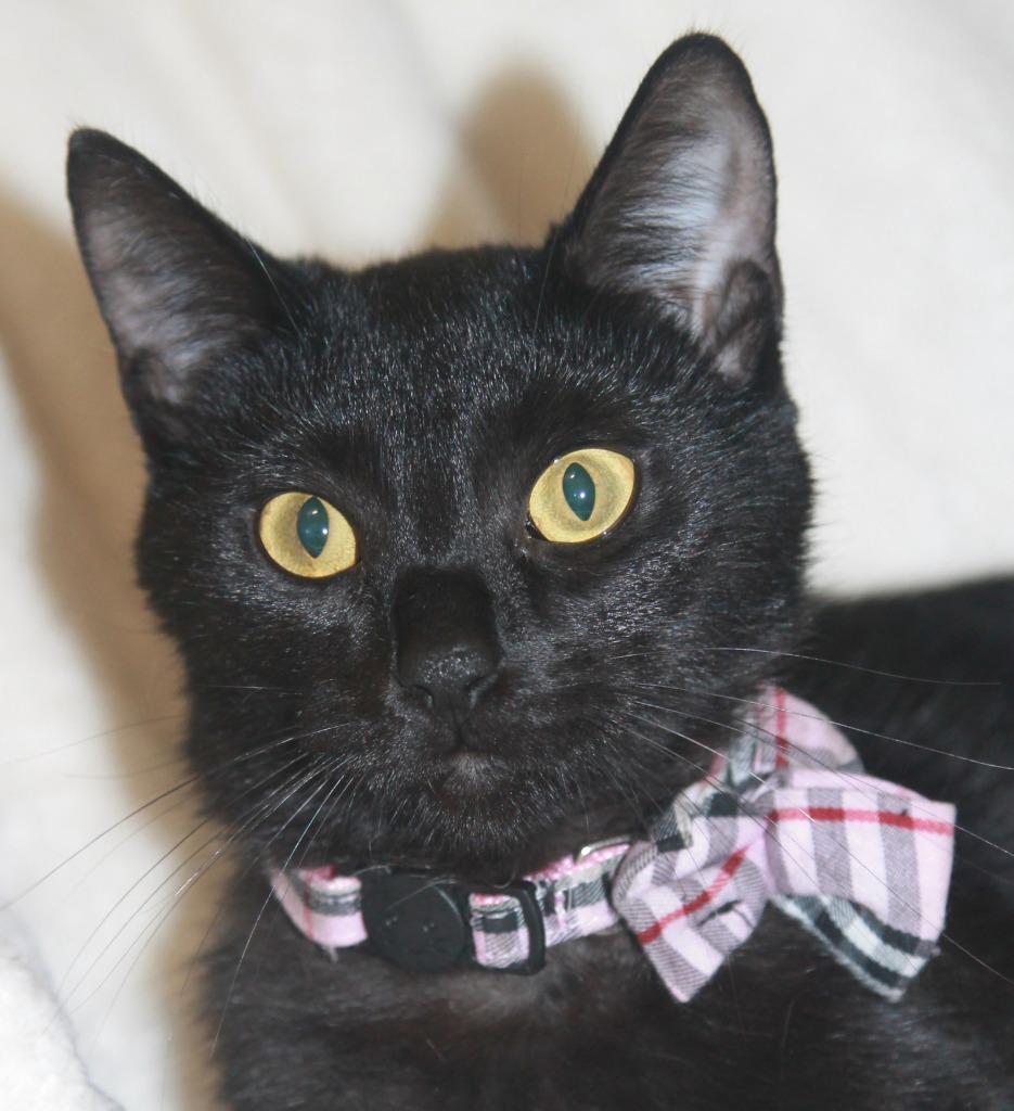Enlarge Ember, a Adopted mixed breed in Utica, MI image 1/3