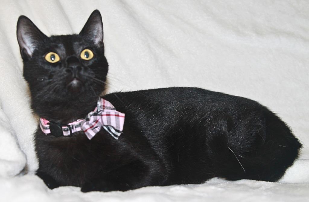 Enlarge Ember, a Adopted mixed breed in Utica, MI image 2/3