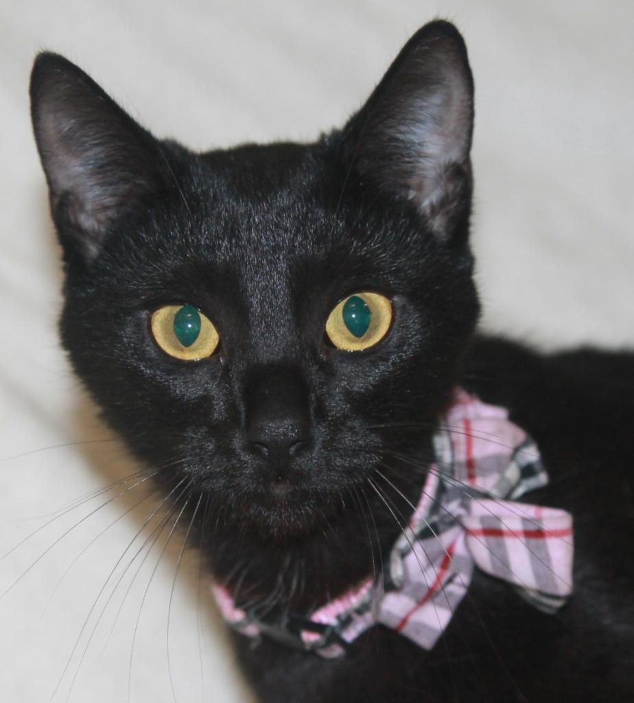 Enlarge Ember, a Adopted mixed breed in Utica, MI image 3/3