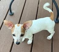 Freckles, a Adopted mixed breed in Burleson, TX image 1/2
