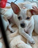 Freckles, a Adopted mixed breed in Burleson, TX image 2/2