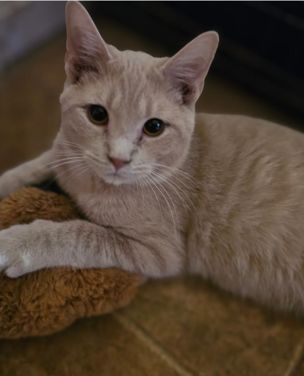 Enlarge Fatso, a ADOPTABLE Domestic Short Hair in Central City, KY image 1/1