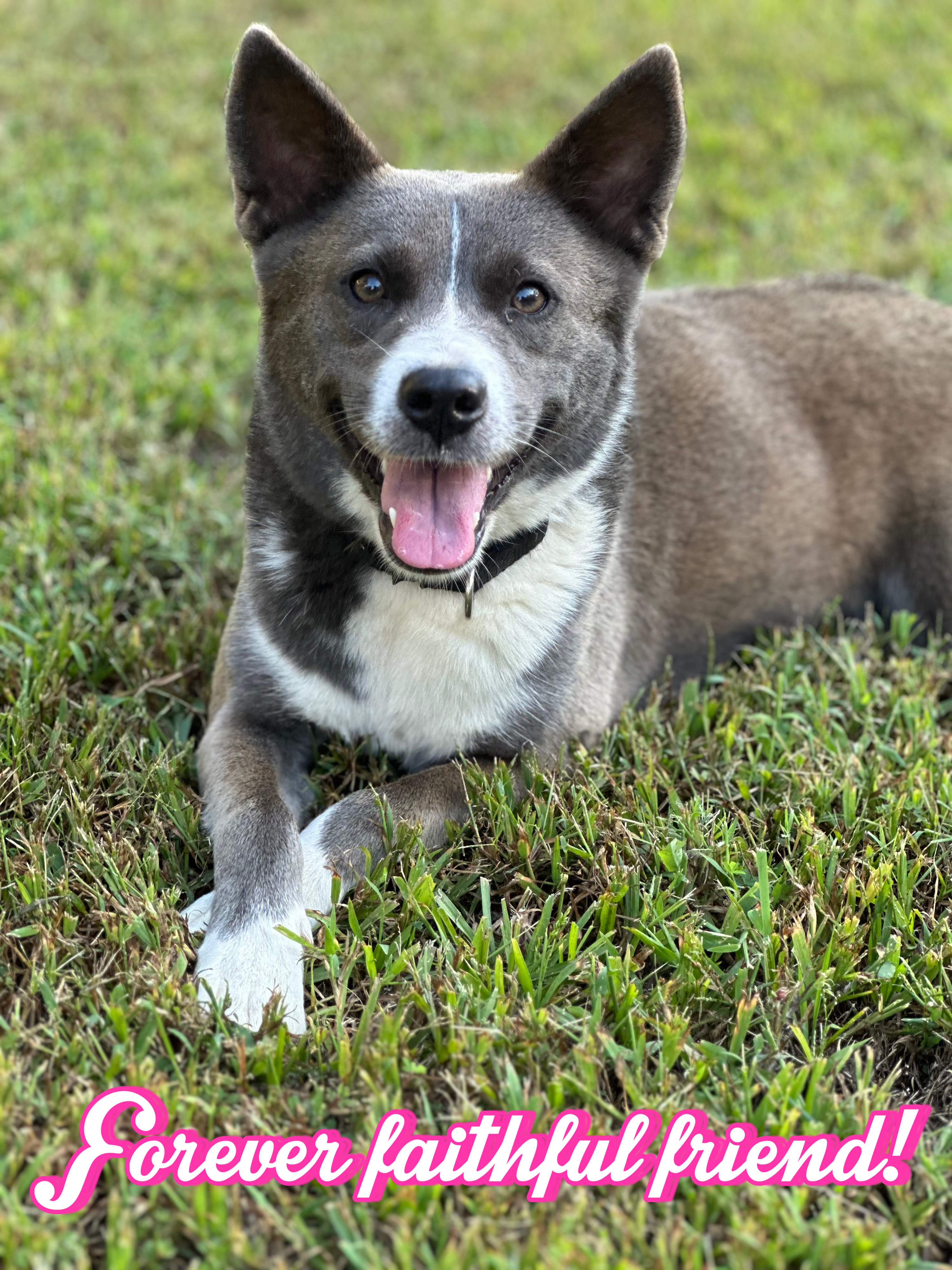Enlarge Marca, a Adoptable Australian Cattle Dog / Blue Heeler in Maiden, NC image 6/6