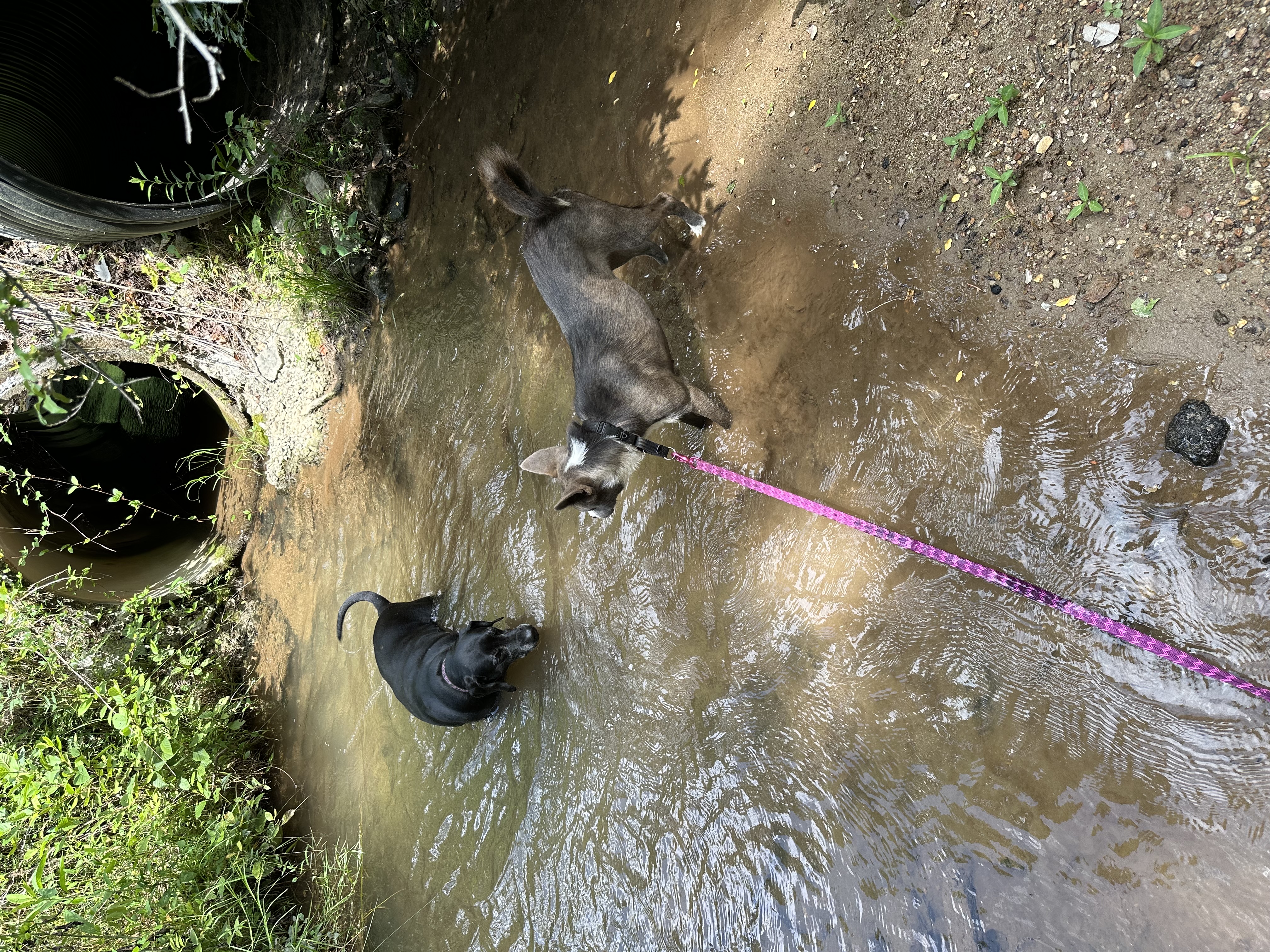 Enlarge Marca, a Adoptable Australian Cattle Dog / Blue Heeler in Maiden, NC image 4/6