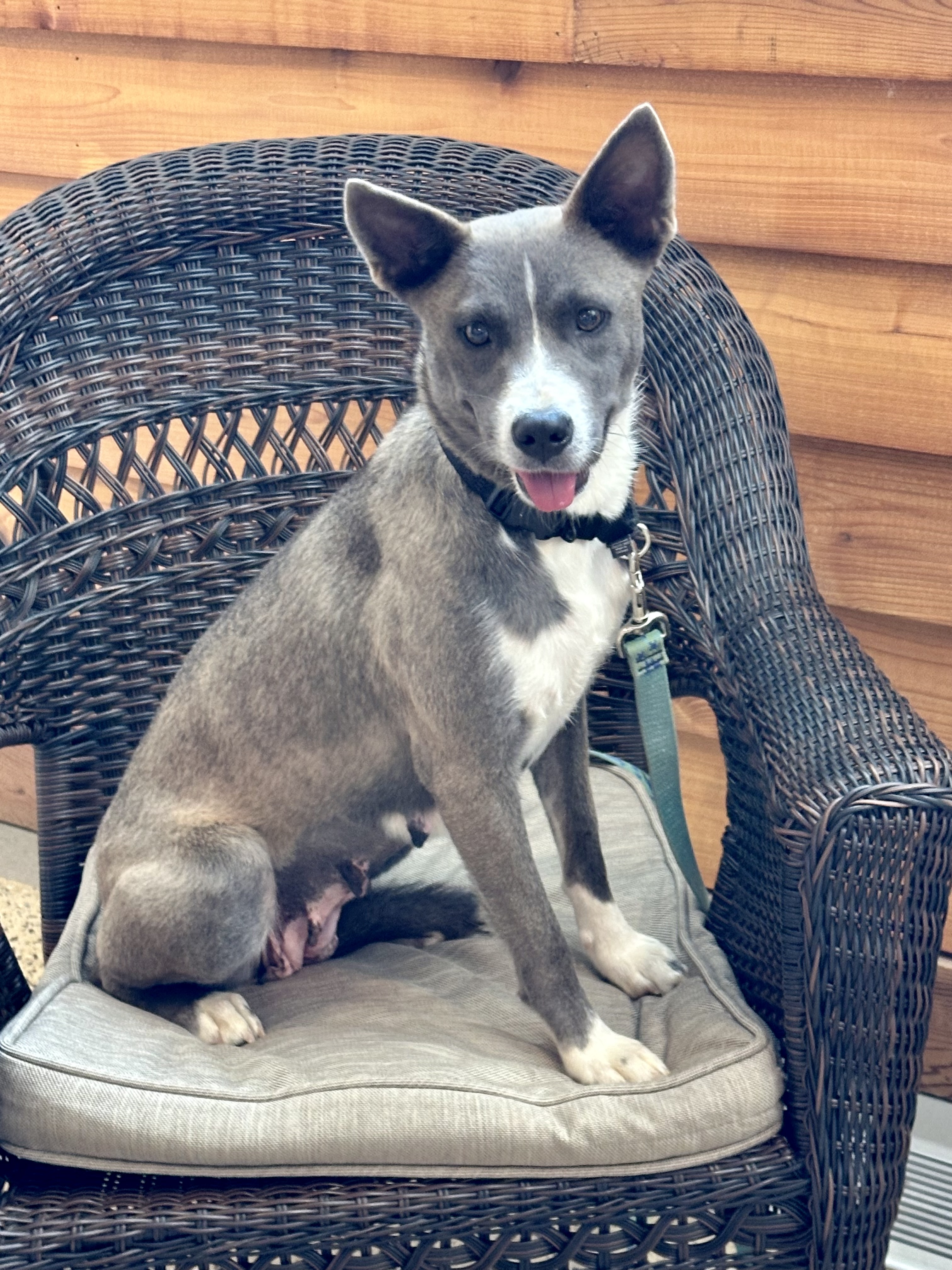 Enlarge Marca, a Adoptable Australian Cattle Dog / Blue Heeler in Maiden, NC image 3/6