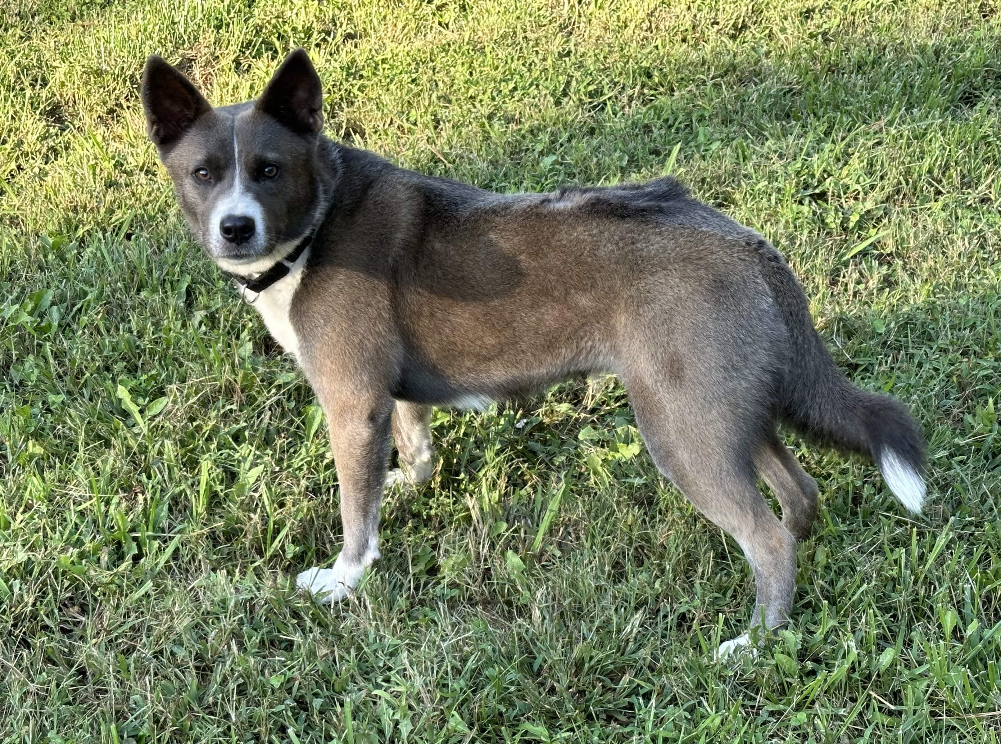Enlarge Marca, a Adoptable Australian Cattle Dog / Blue Heeler in Maiden, NC image 1/6