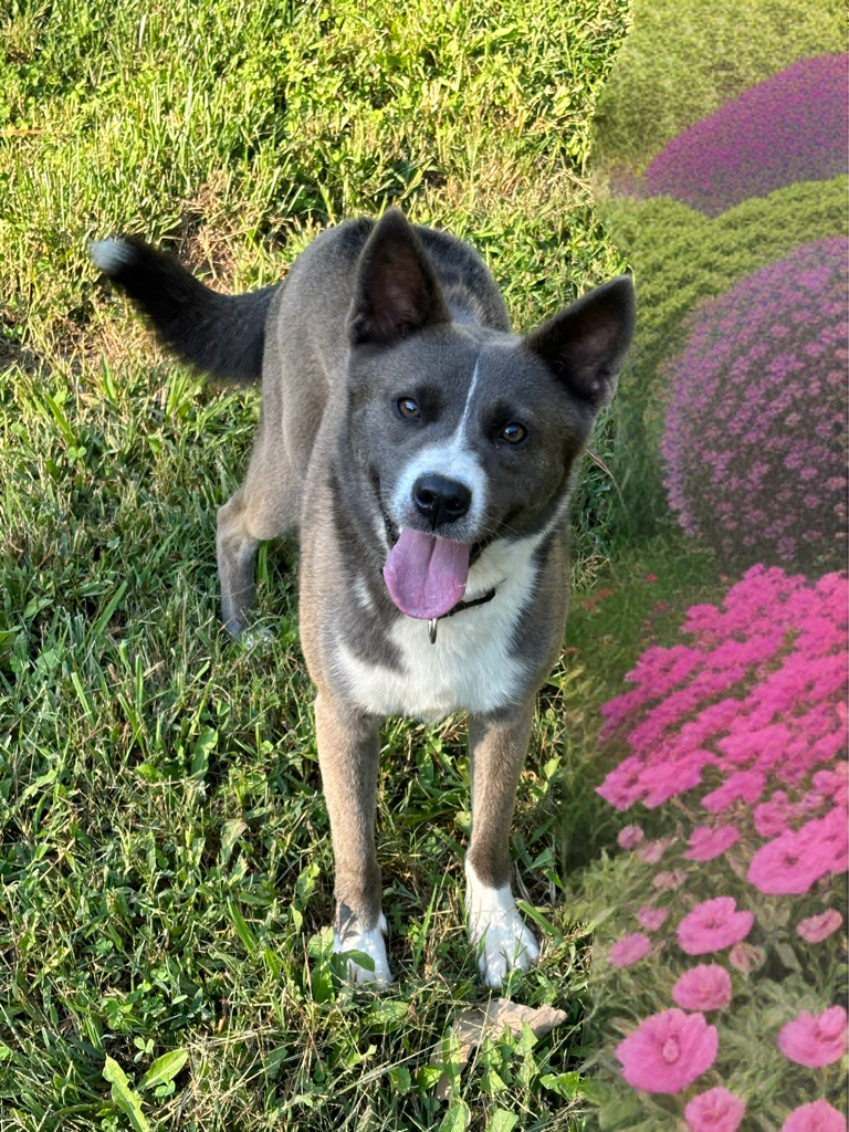 Enlarge Marca, a Adoptable Australian Cattle Dog / Blue Heeler in Maiden, NC image 2/6