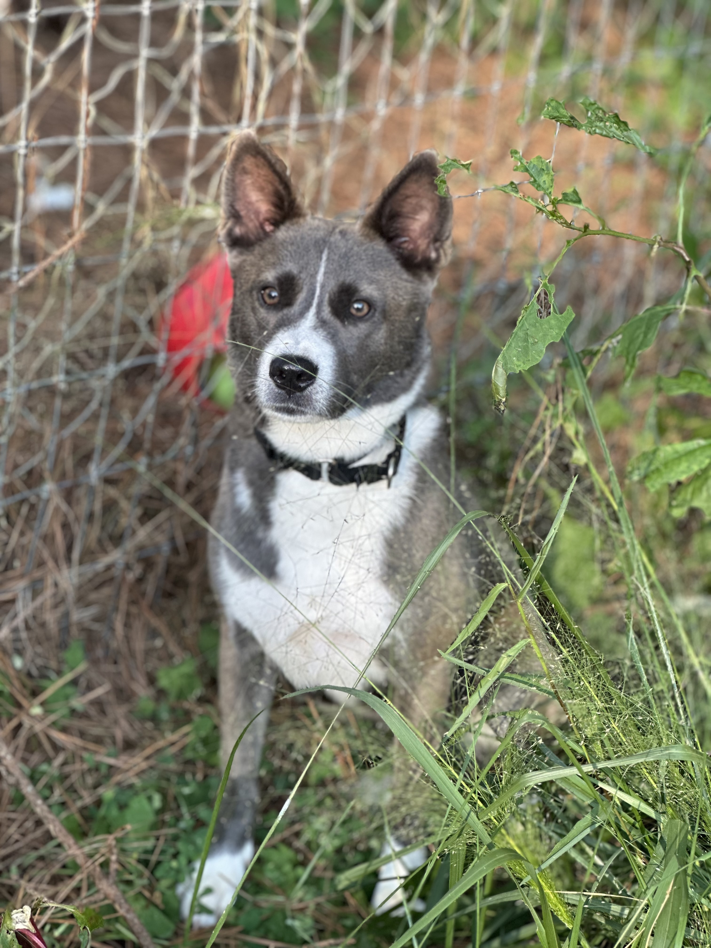 Enlarge Marca, a Adoptable Australian Cattle Dog / Blue Heeler in Maiden, NC image 5/6