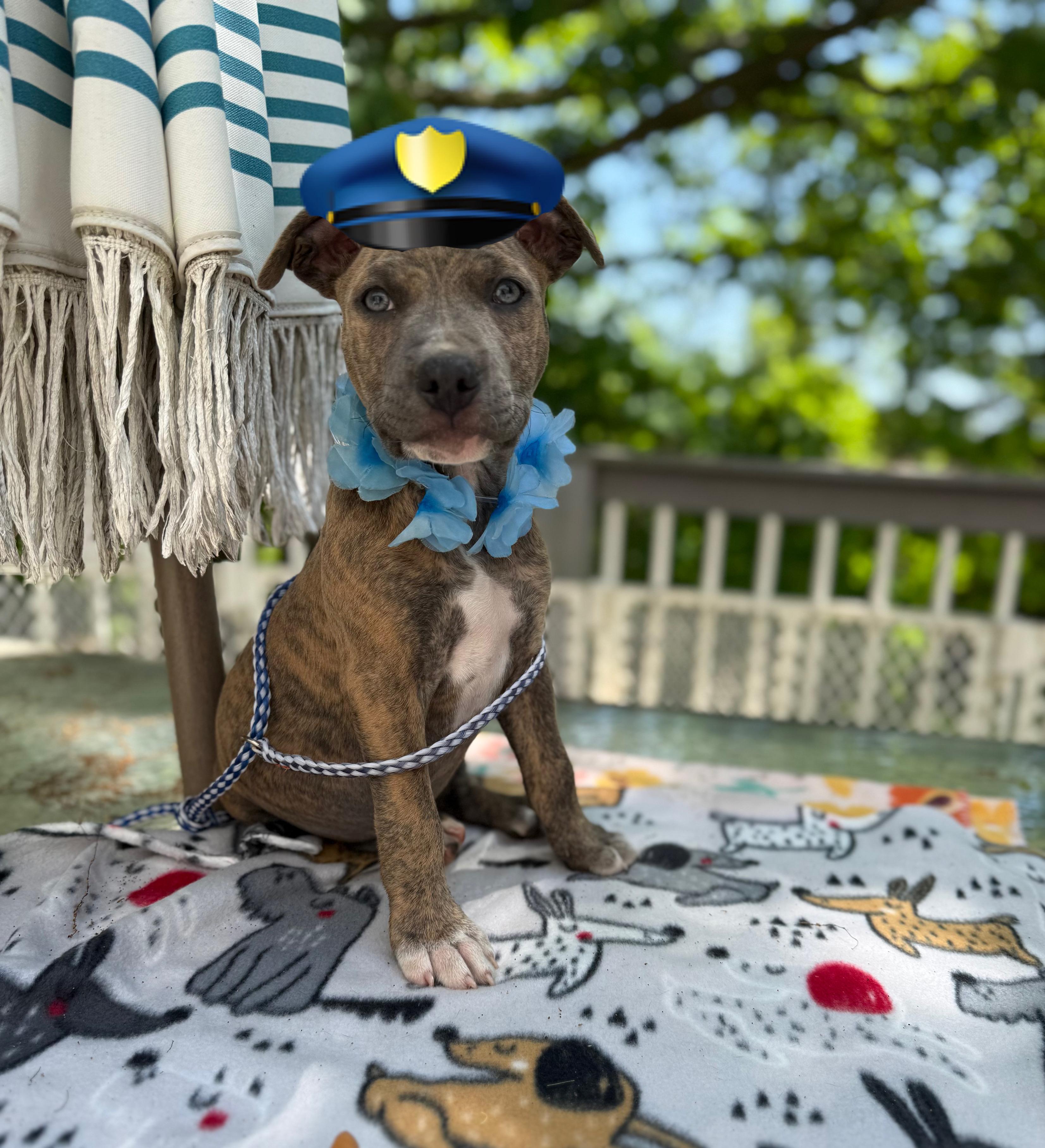 Sarge, ADOPTABLE, Puppy Male Boxer & Pit Bull Terrier.
