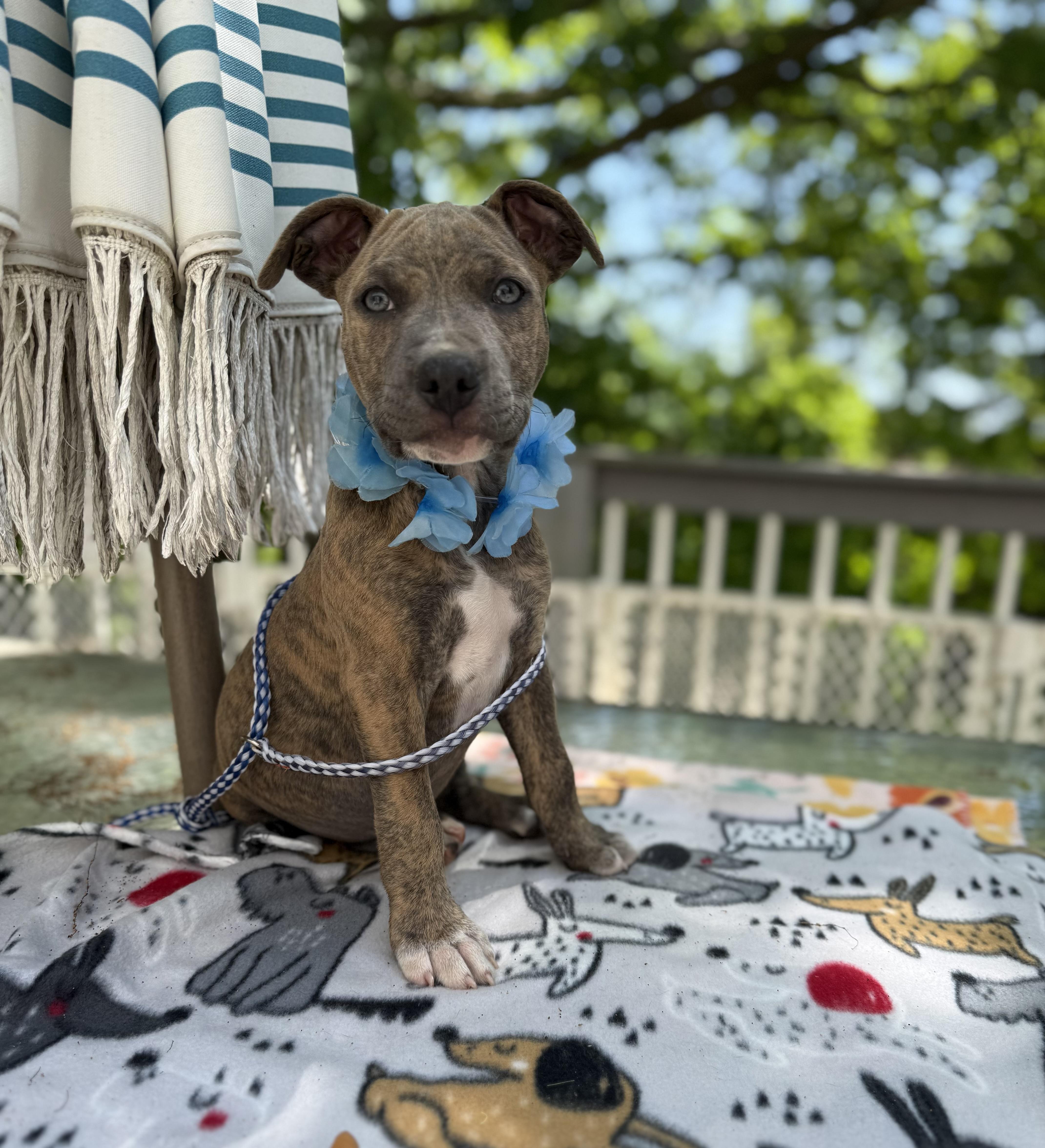 Sarge, a ADOPTABLE mixed breed in White Lake, MI image 3/4