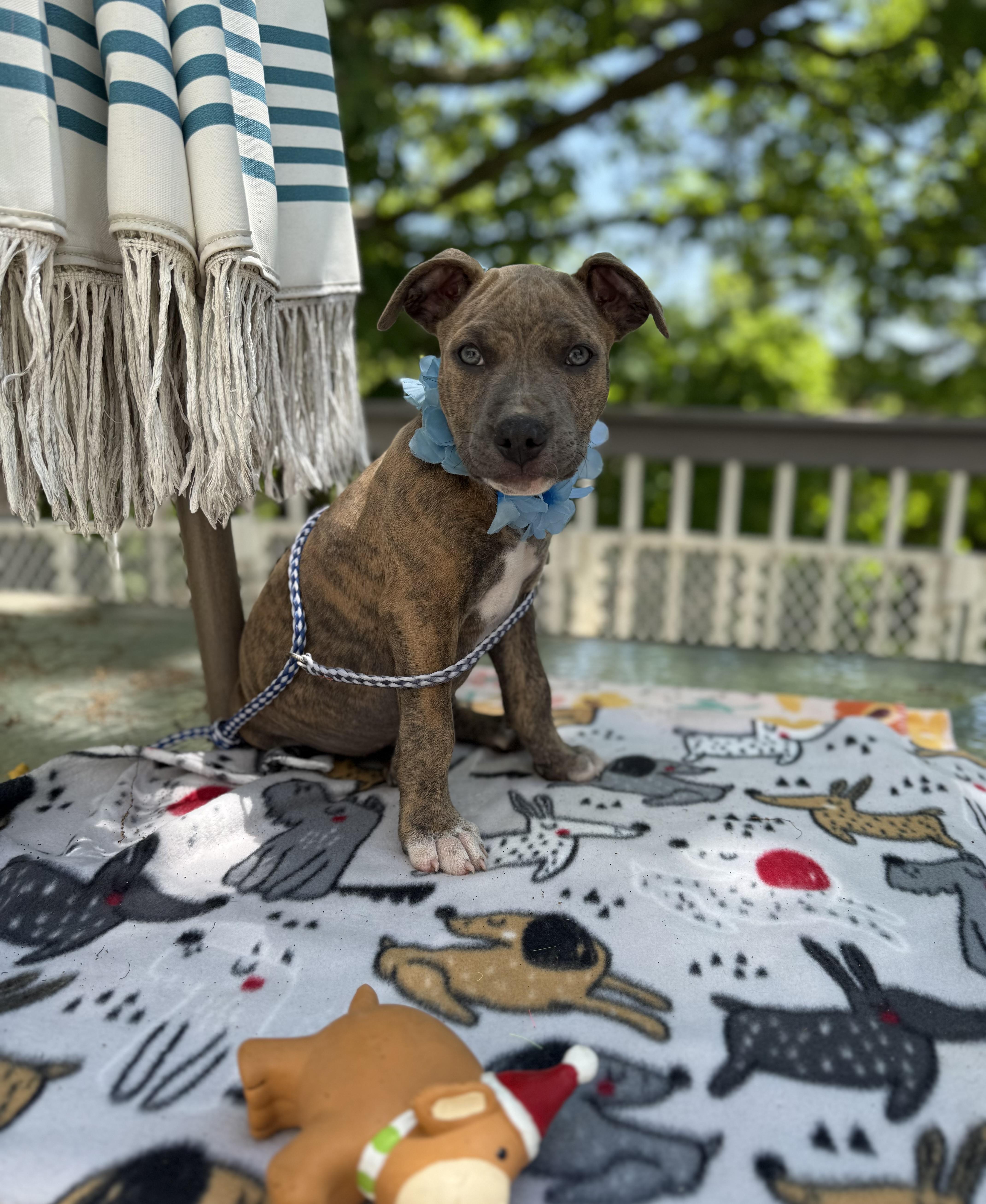 Sarge, a ADOPTABLE mixed breed in White Lake, MI image 2/4