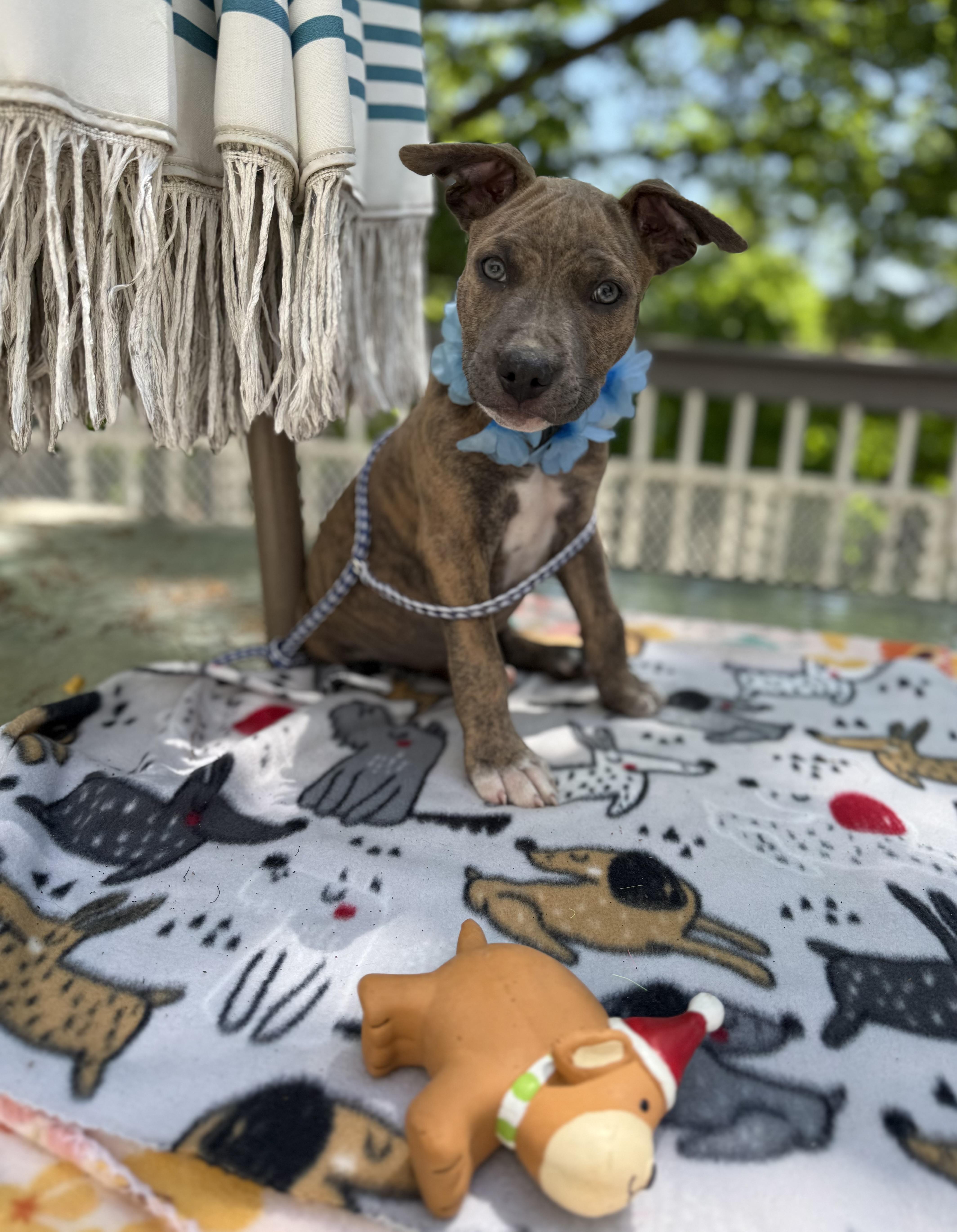Sarge, a ADOPTABLE mixed breed in White Lake, MI image 4/4