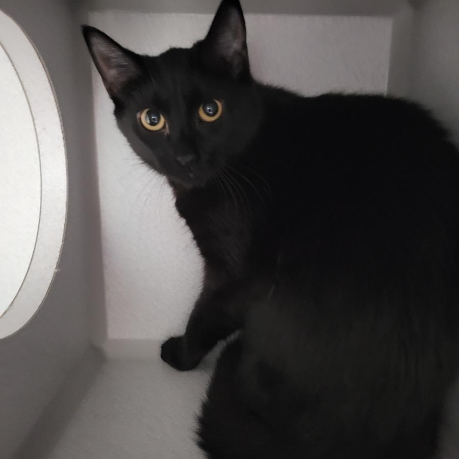 Riverwood, Adoptable, Young Female Domestic Short Hair.