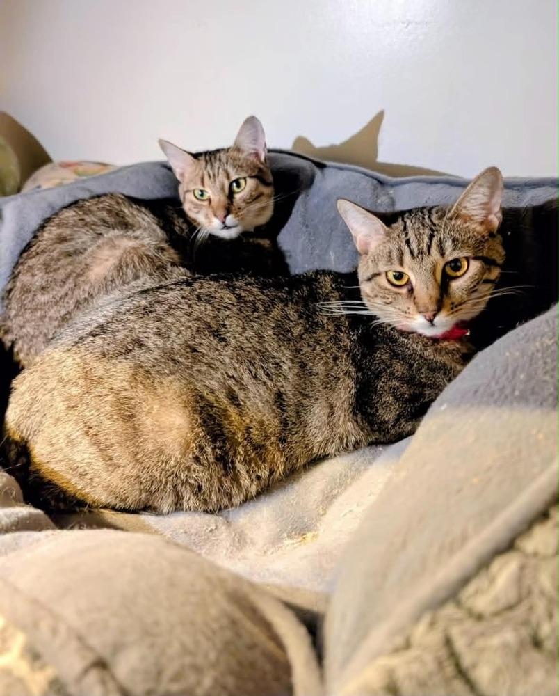 Mae, a Adoptable Domestic Short Hair in Virginia Beach, VA image 1/4