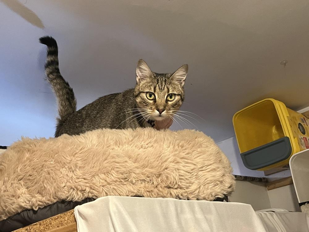 Mae, Adoptable, Kitten Female Domestic Short Hair.