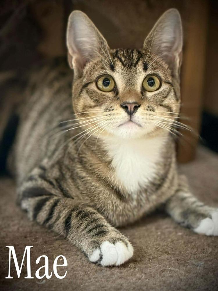 Enlarge Mae, a Adoptable Domestic Short Hair in Virginia Beach, VA image 3/4