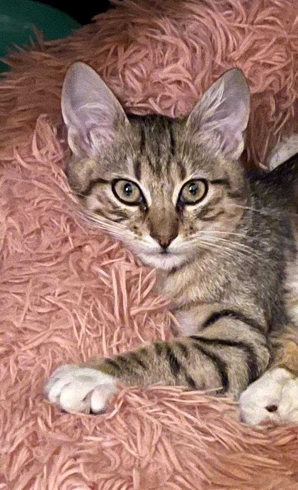 Enlarge Mae, a Adoptable Domestic Short Hair in Virginia Beach, VA image 4/4