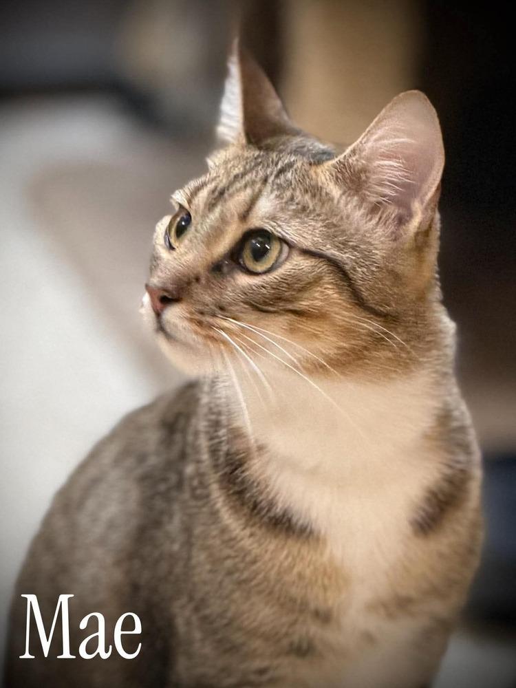 Enlarge Mae, a Adoptable Domestic Short Hair in Virginia Beach, VA image 5/5