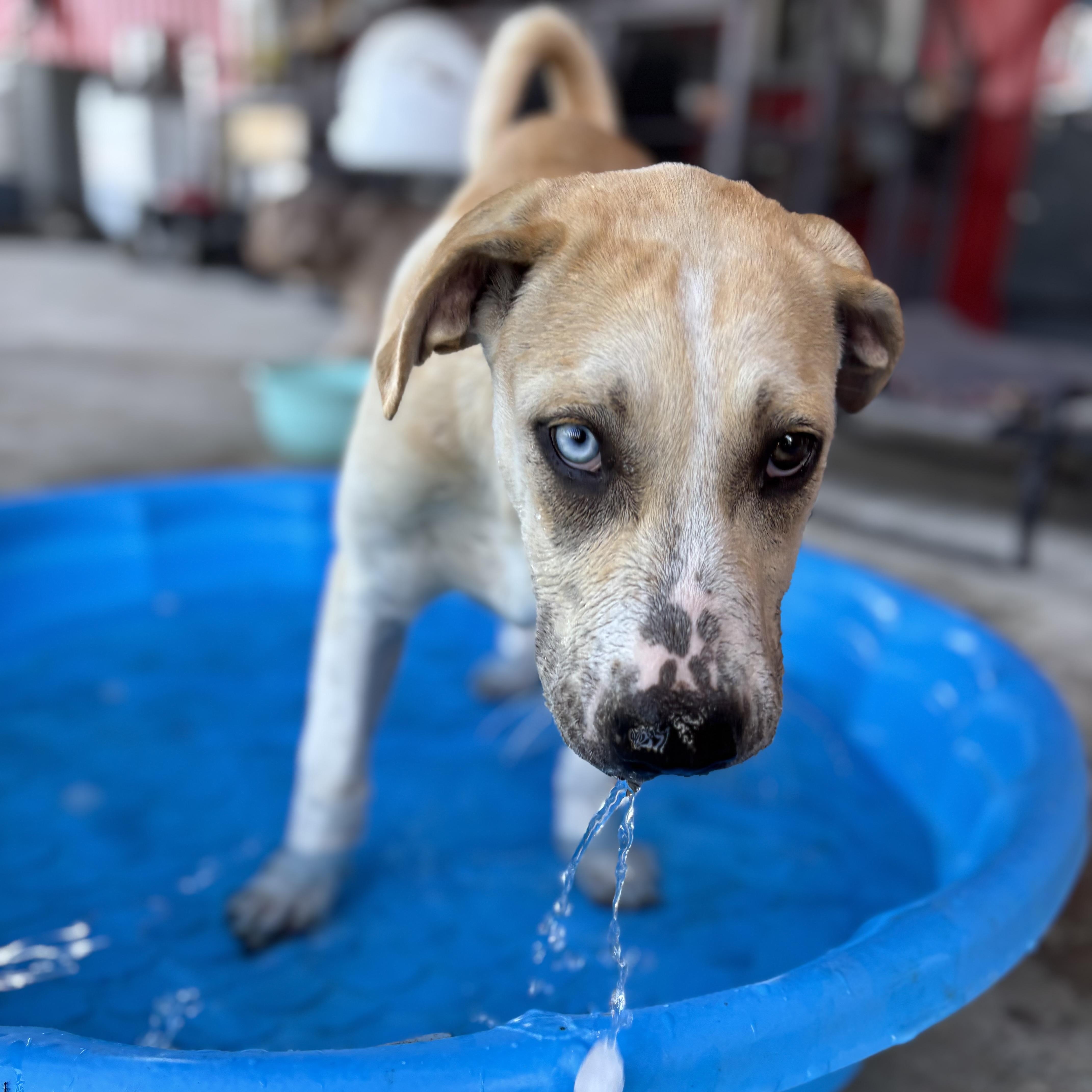 Enlarge Roca, a Adoptable mixed breed in Raleigh, NC image 2/6